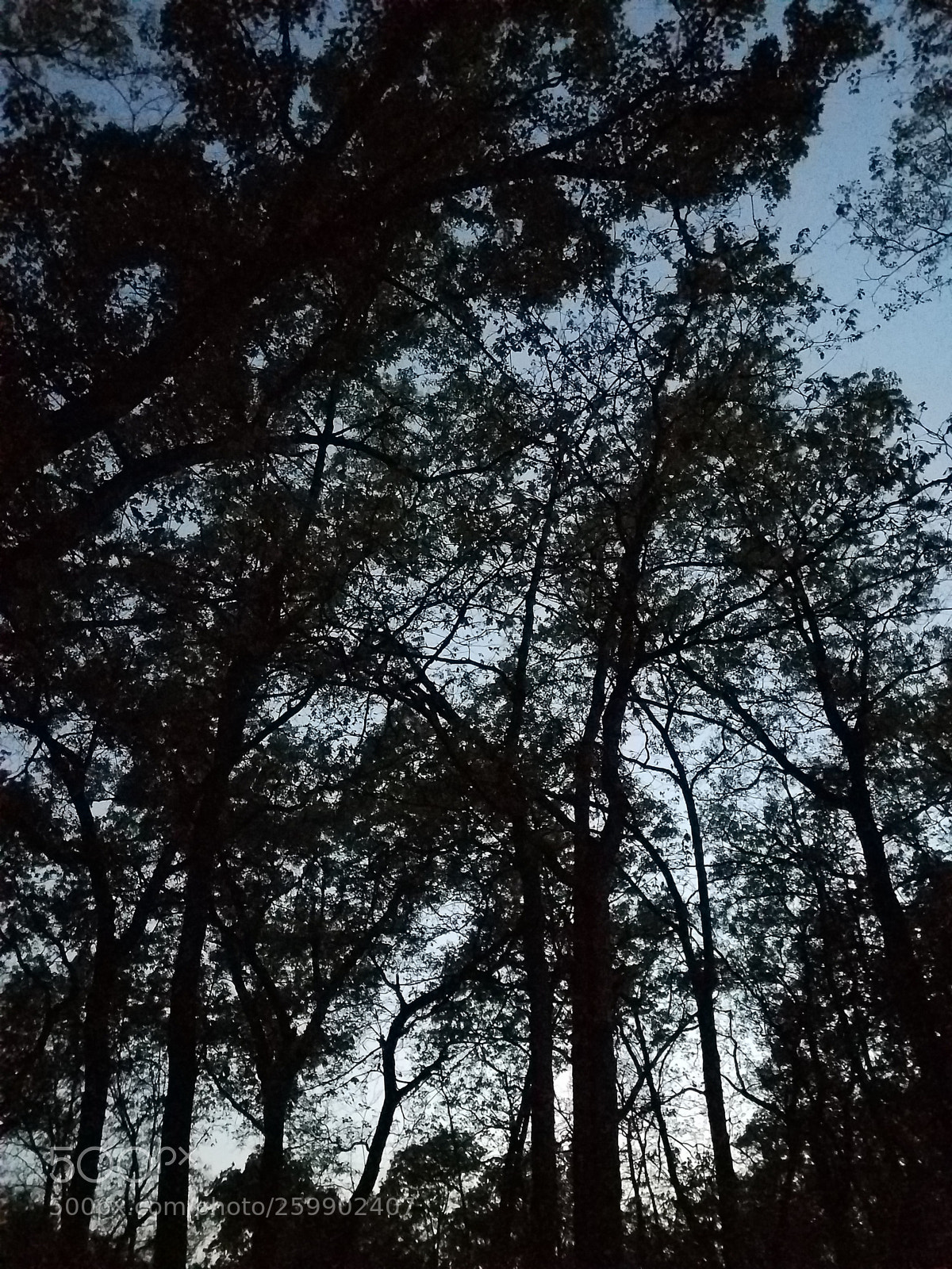Samsung Galaxy S7 Edge sample photo. Almost dark trees photography