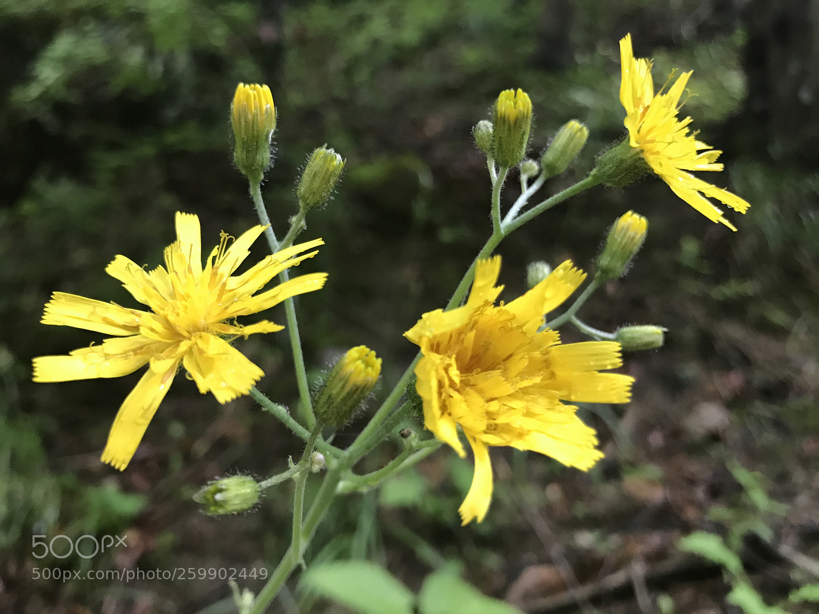 Apple iPhone 7 sample photo. Sun in the mountains  photography