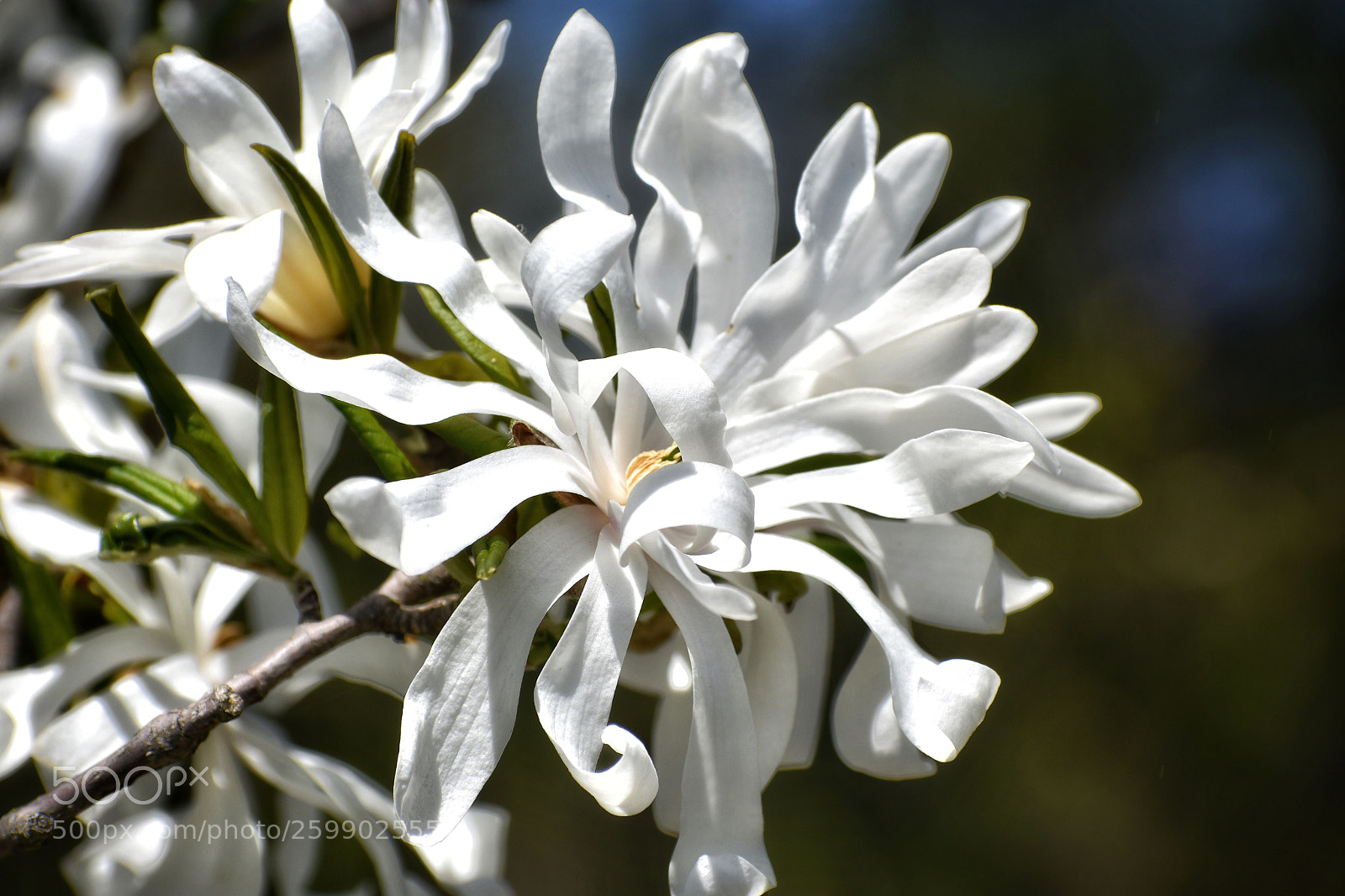 Nikon D3400 sample photo. Springtime in full bloom photography