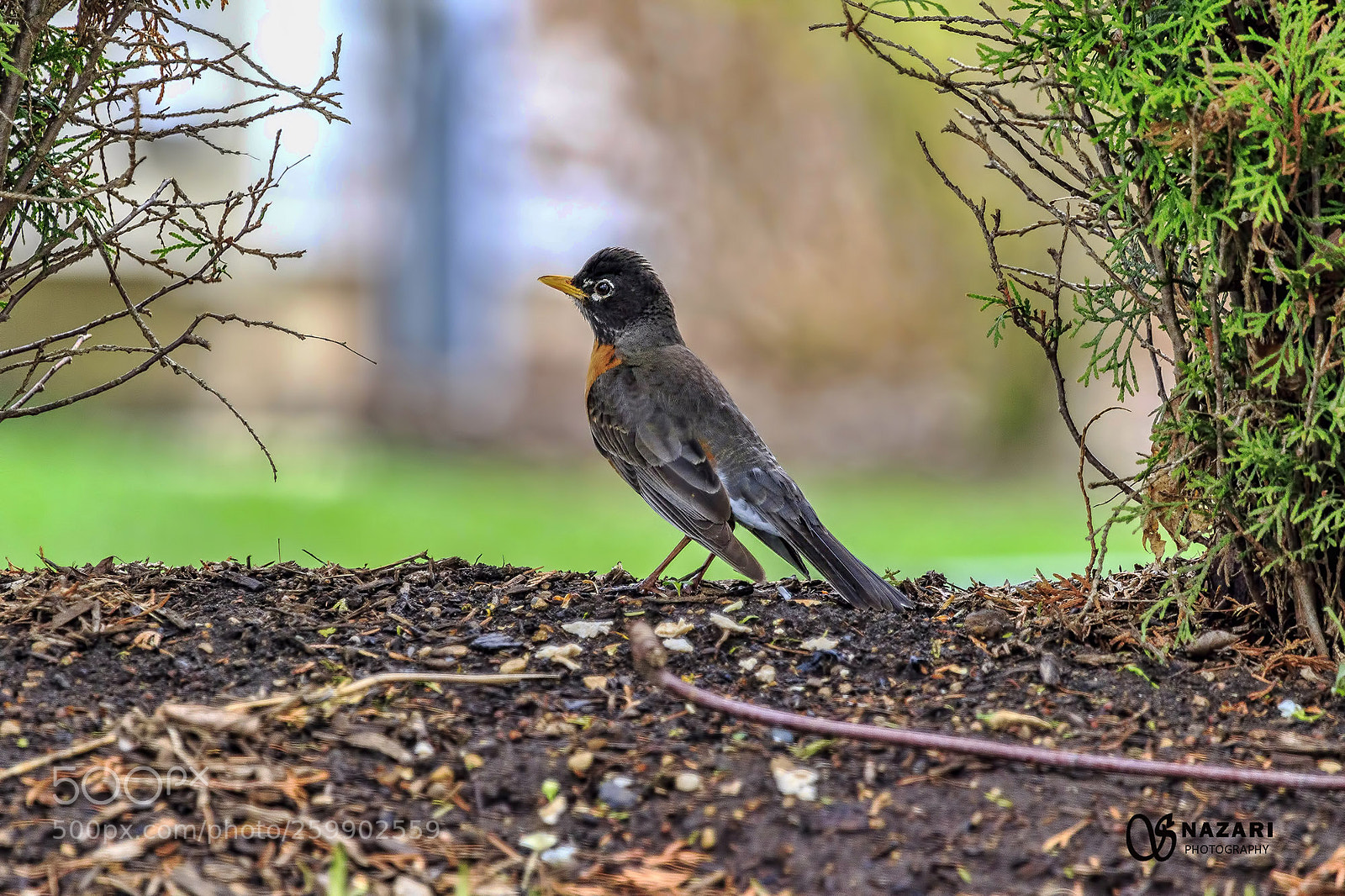 Canon EOS 7D Mark II sample photo. Robin photography
