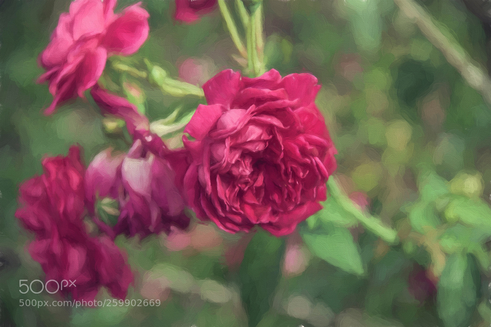 Canon EOS 60D sample photo. Roses photography