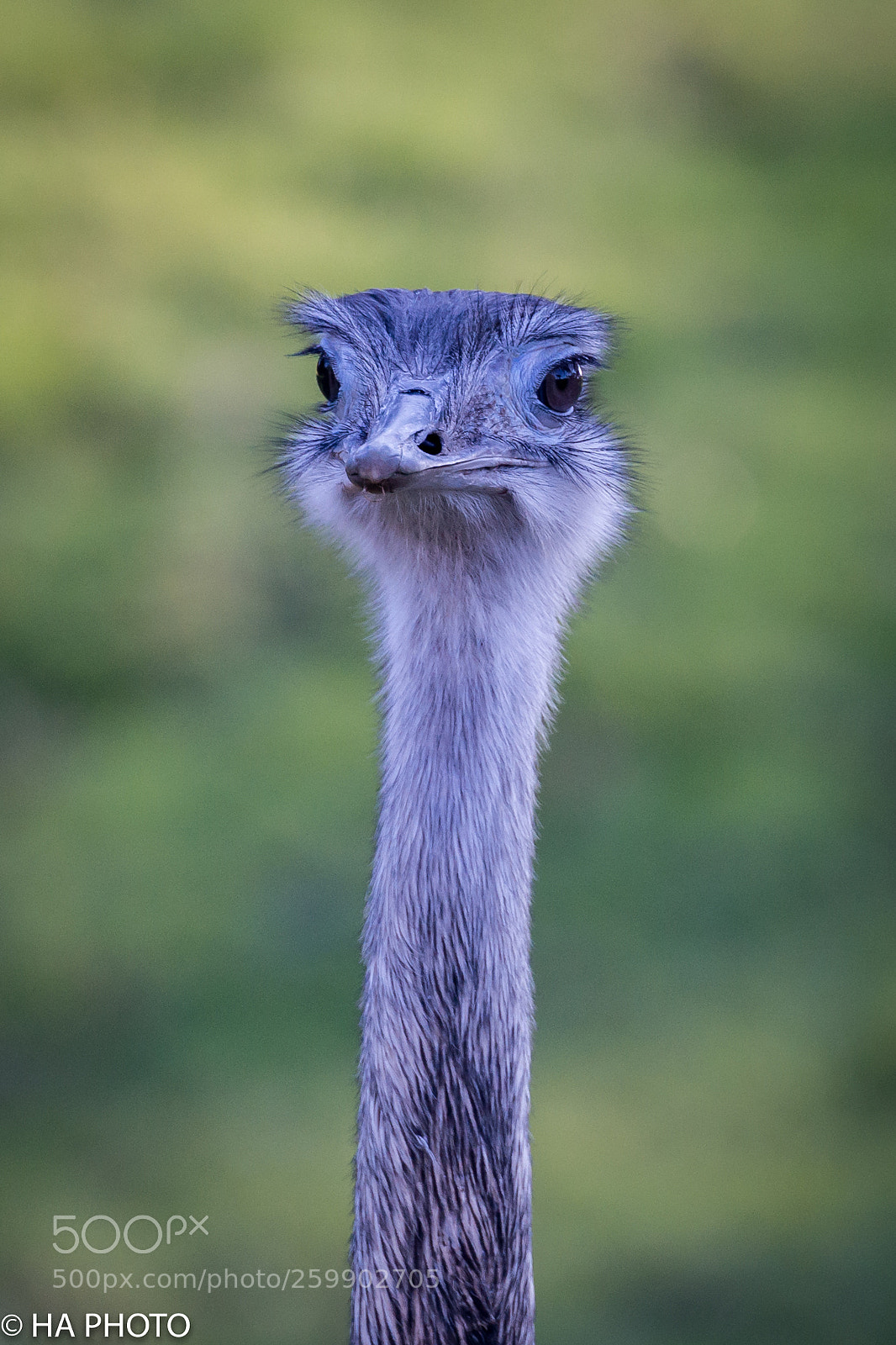Nikon D800 sample photo. Common ostrich photography