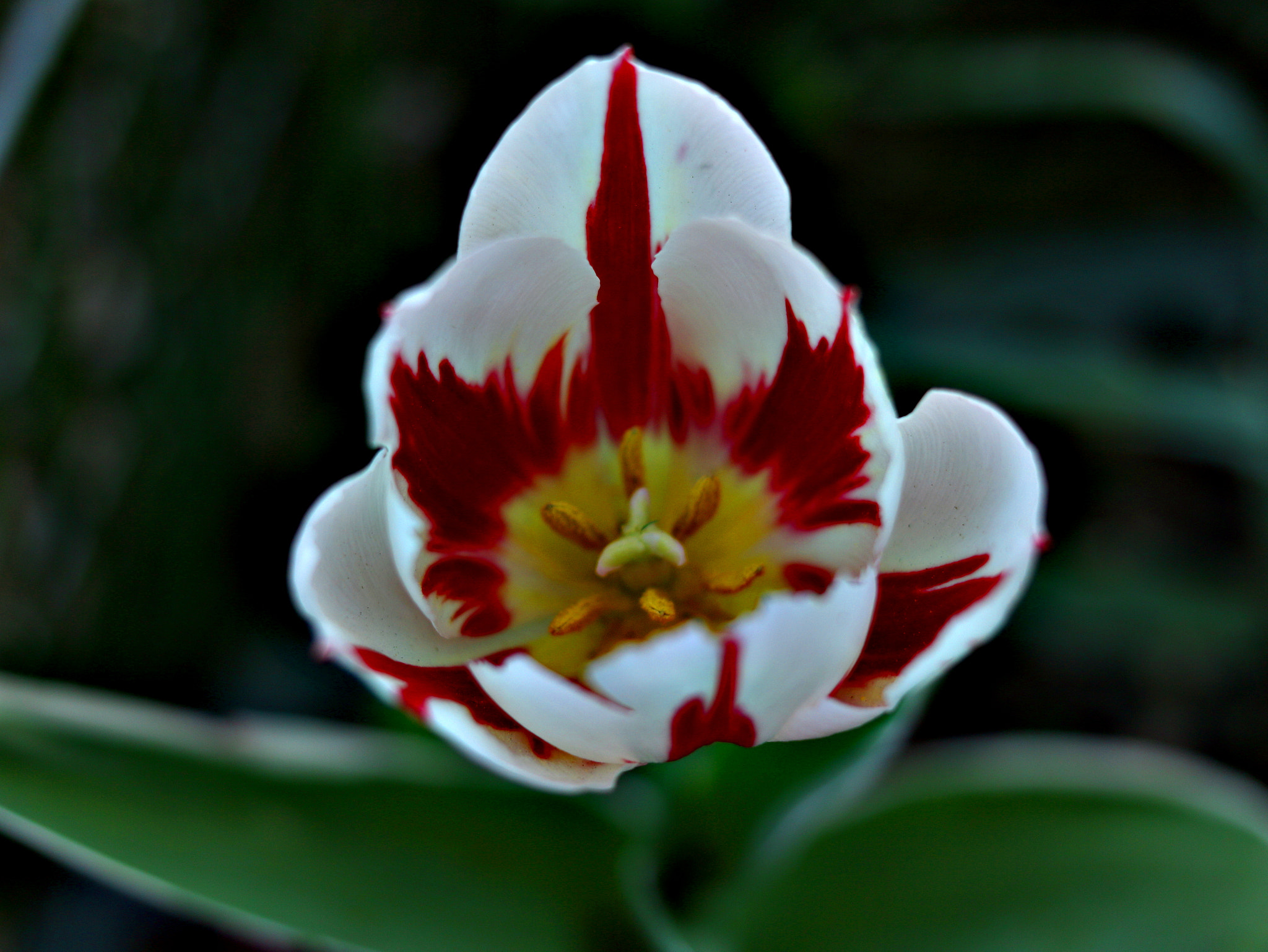 Canon EOS 750D (EOS Rebel T6i / EOS Kiss X8i) sample photo. I am canadian photography