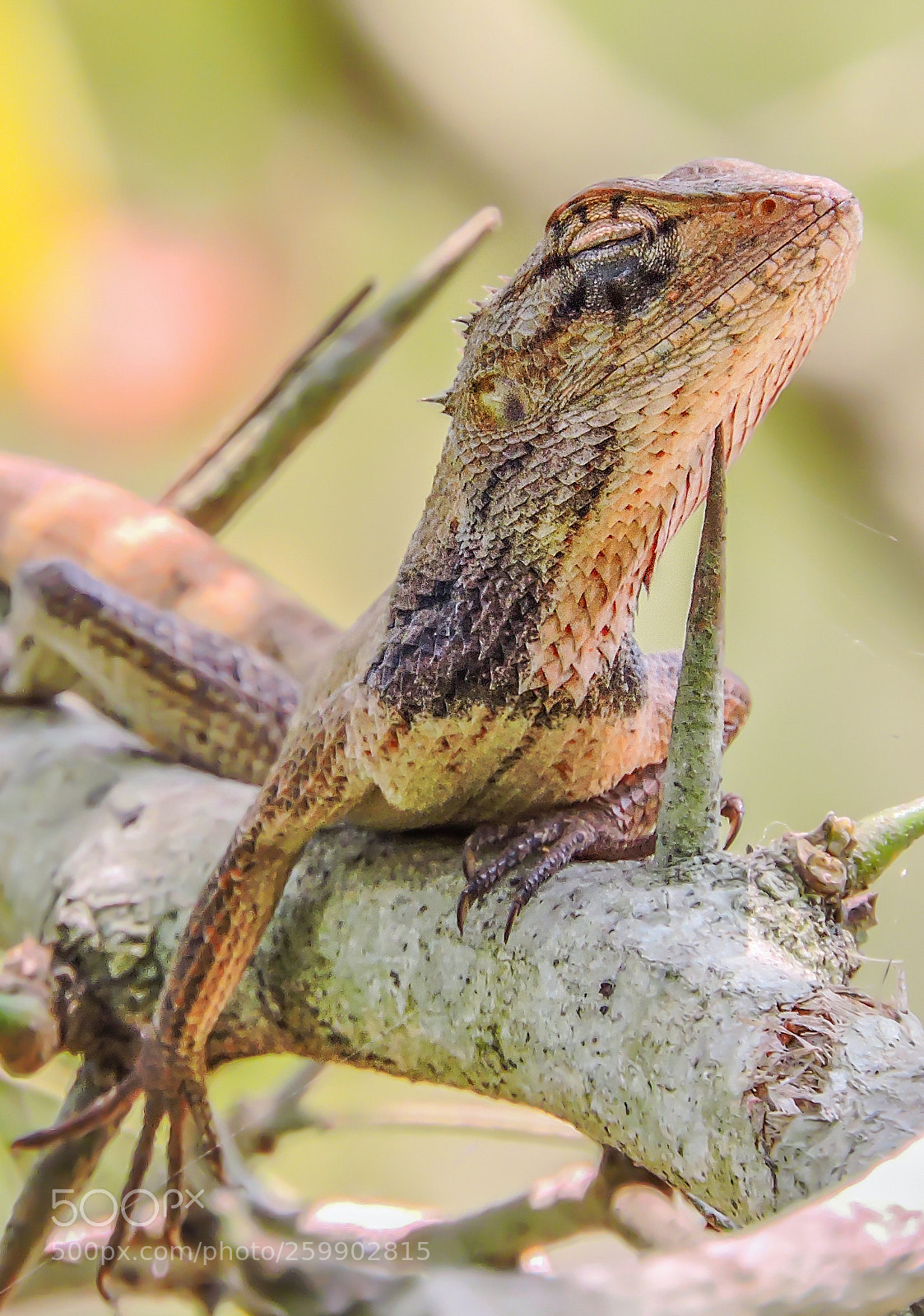 Nikon Coolpix P600 sample photo. Garden lizard photography