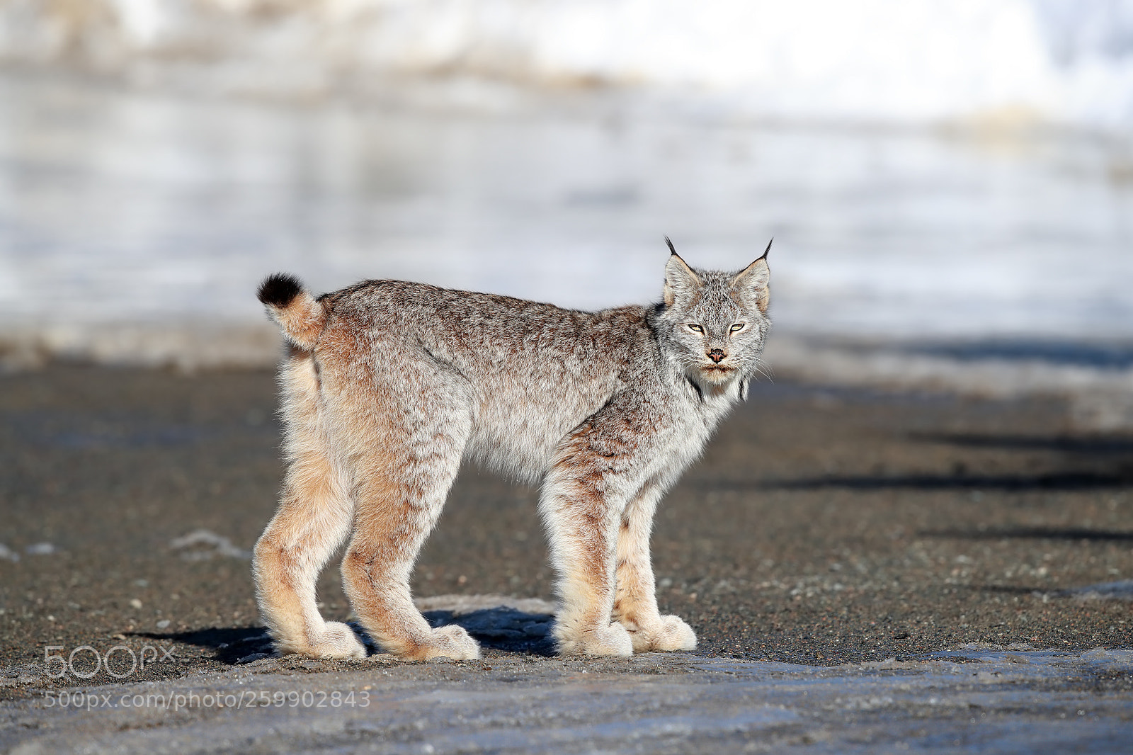 Canon EOS-1D X Mark II sample photo. Winter visitor photography