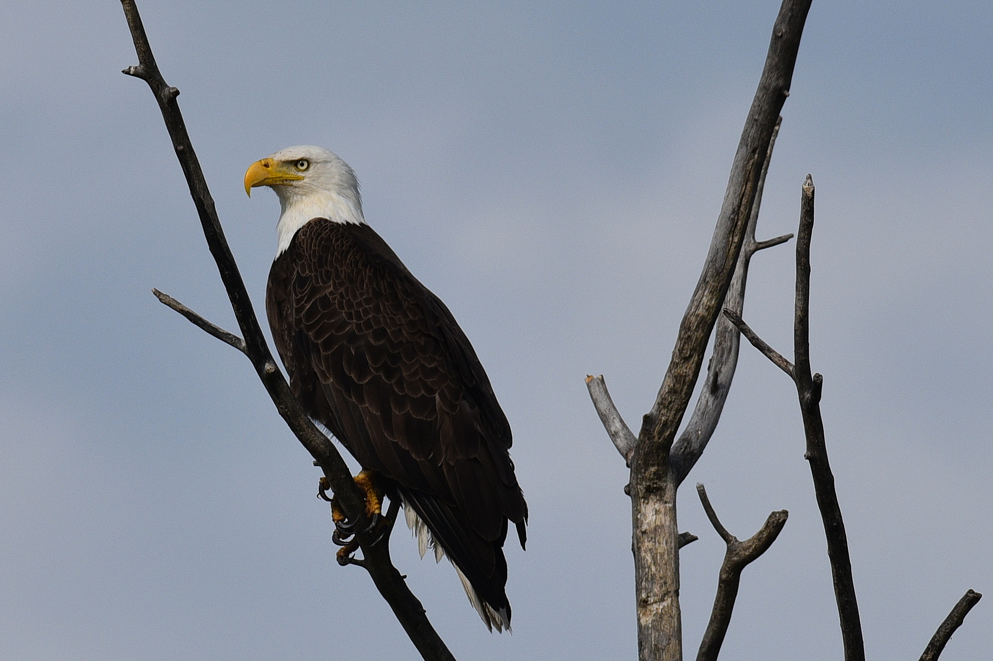 Nikon AF-S Nikkor 200-500mm F5.6E ED VR sample photo. Eagle 1 photography