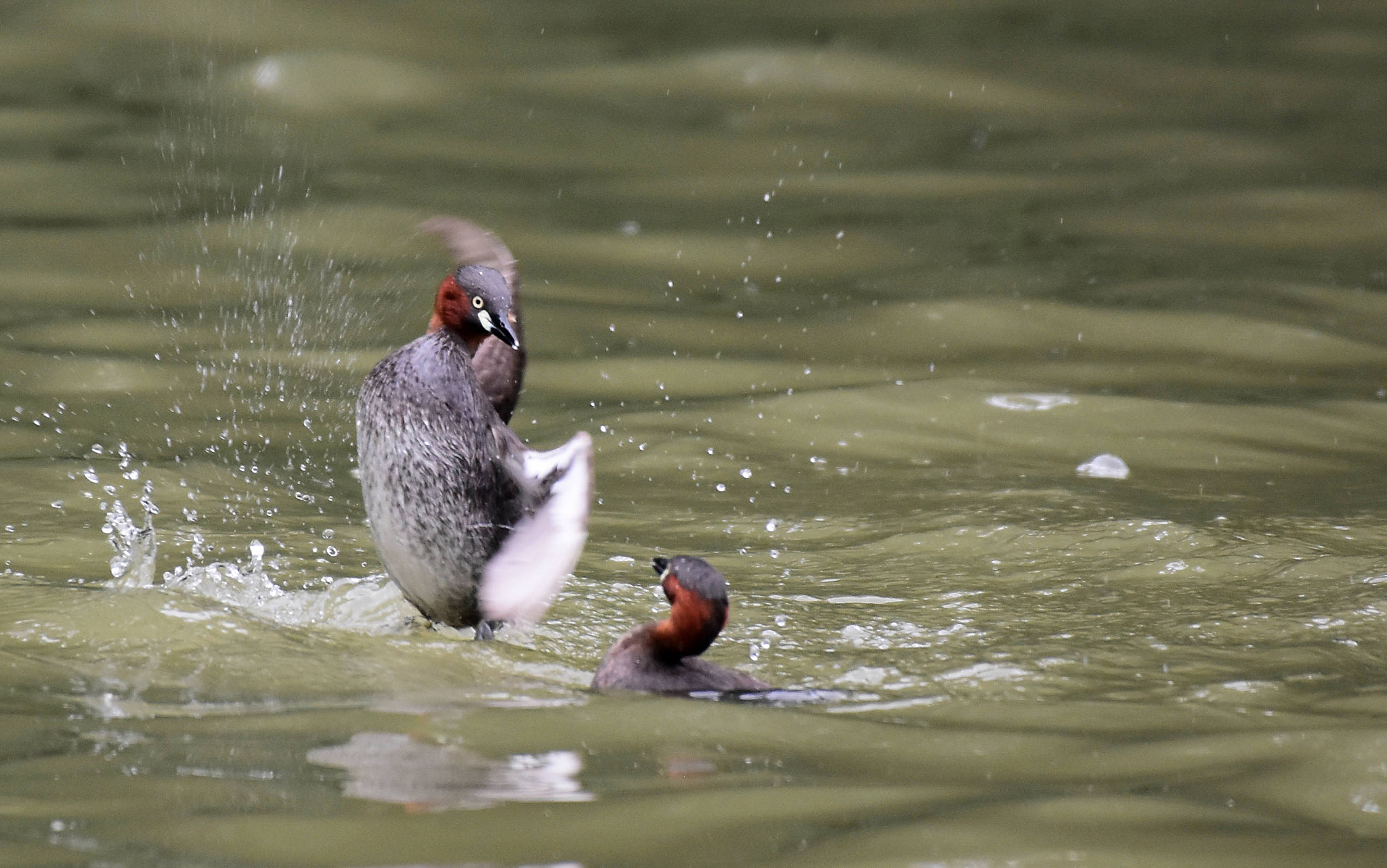 Nikon D7200 + Nikon AF-S Nikkor 200-500mm F5.6E ED VR sample photo. 野鸭子的芭蕾 photography