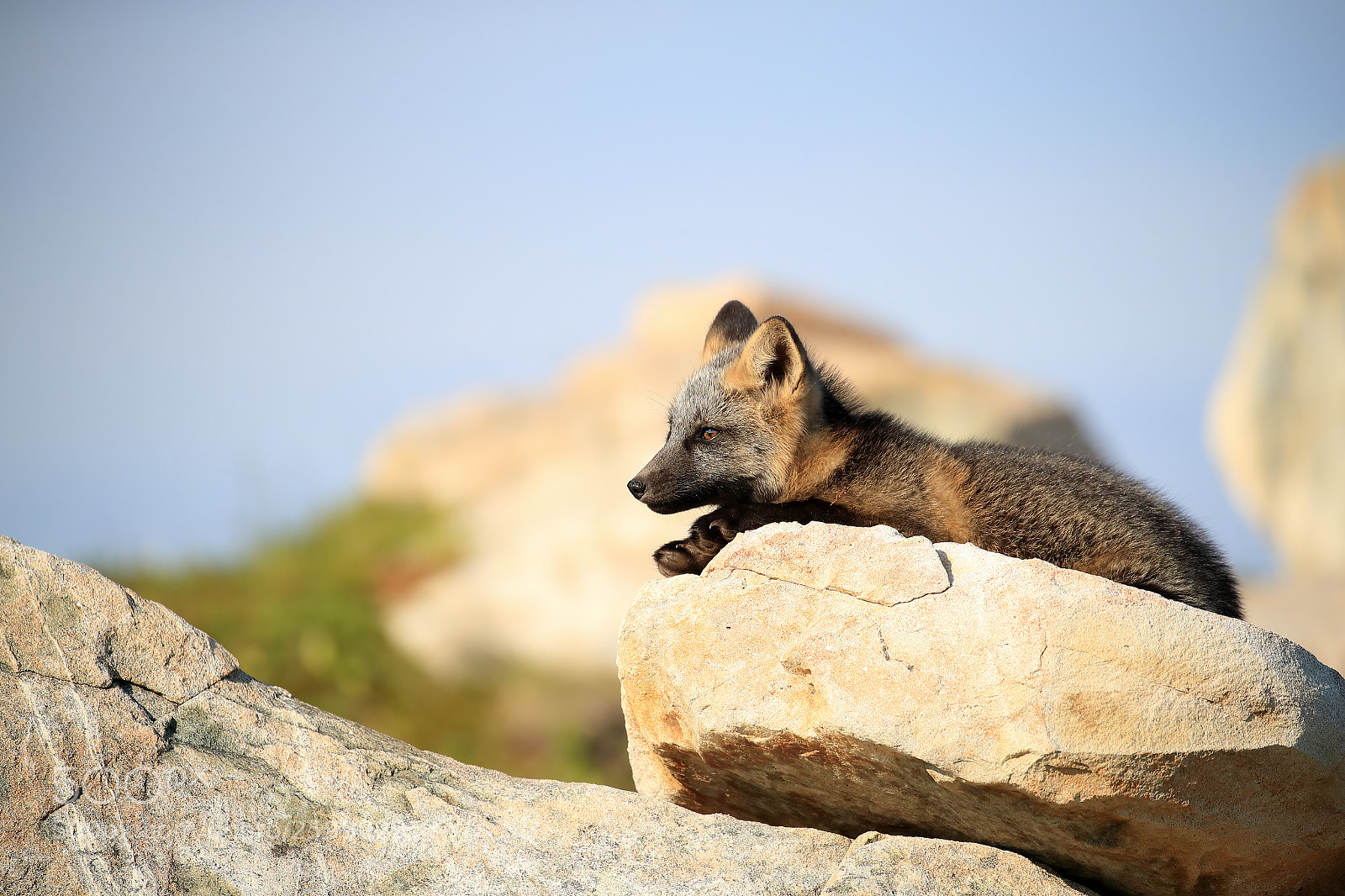 Canon EOS-1D X Mark II sample photo. The lookout photography