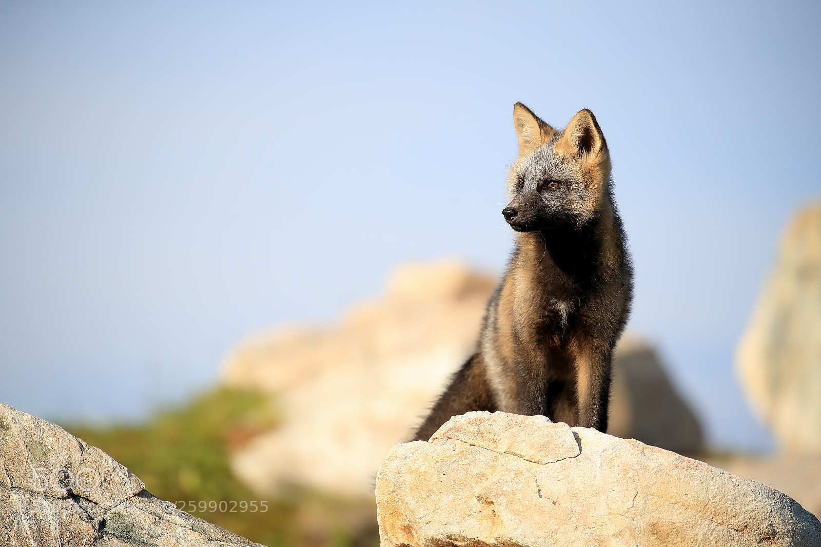 Canon EOS-1D X Mark II sample photo. Standing guard photography