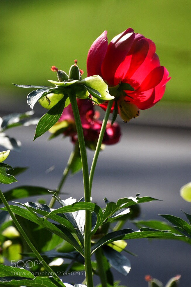 Nikon D5500 sample photo. Sunlight on aging peonies photography