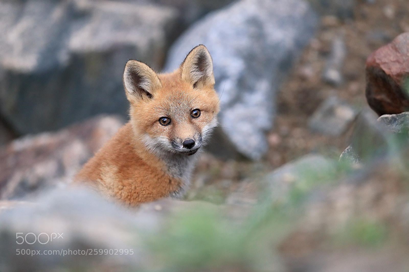Canon EOS-1D X Mark II sample photo. Watching you watching me photography