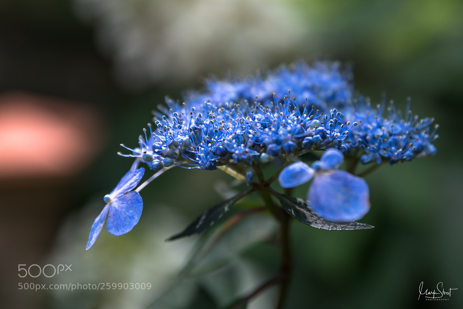 Canon EOS 5D Mark IV sample photo. Blue lacecap hydrangea bloom photography