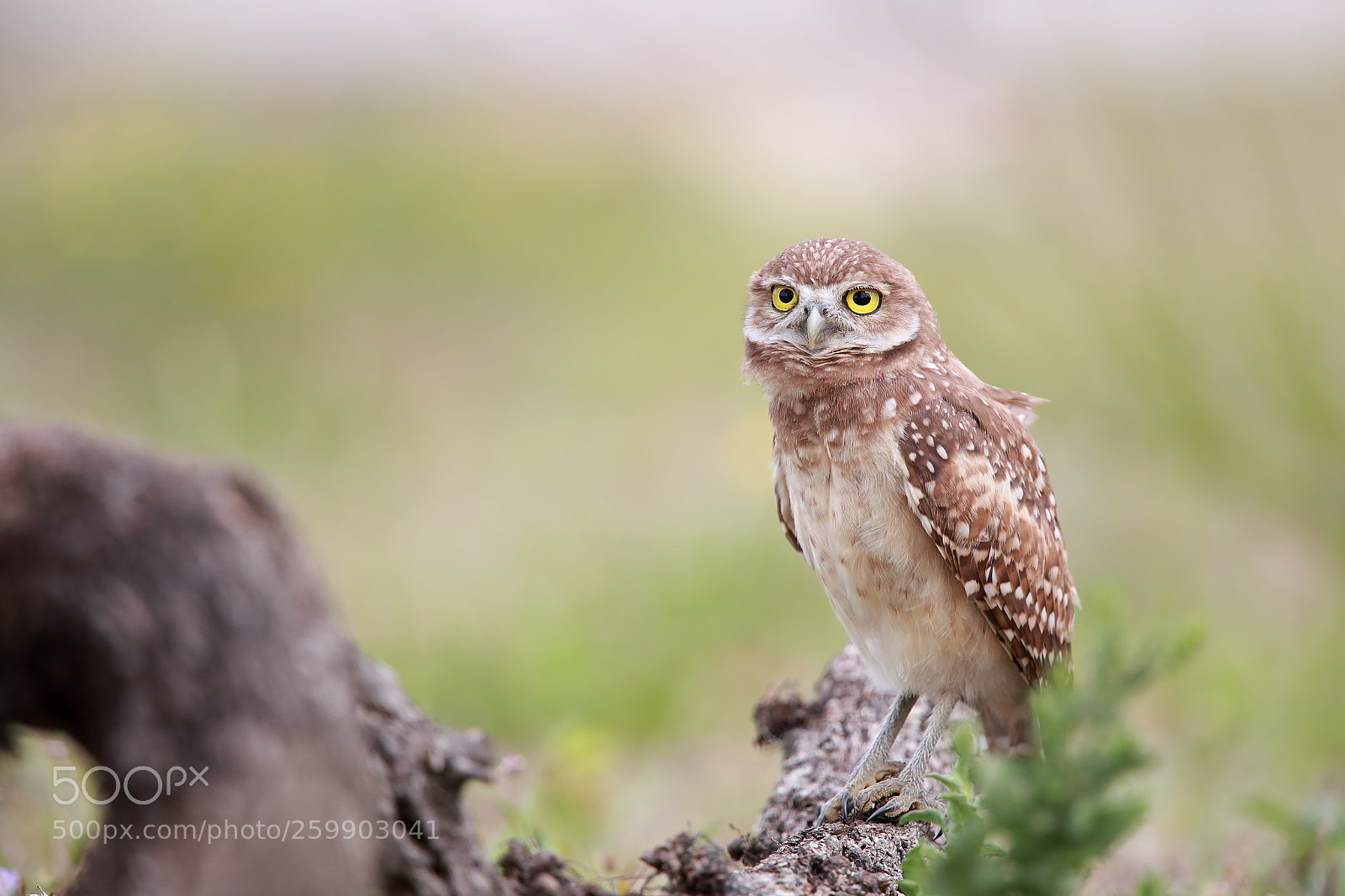 Canon EOS-1D X Mark II sample photo. Owlet photography