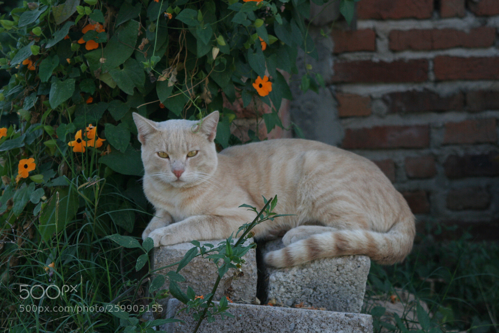 Canon EOS 350D (EOS Digital Rebel XT / EOS Kiss Digital N) sample photo. Lindo gatito photography