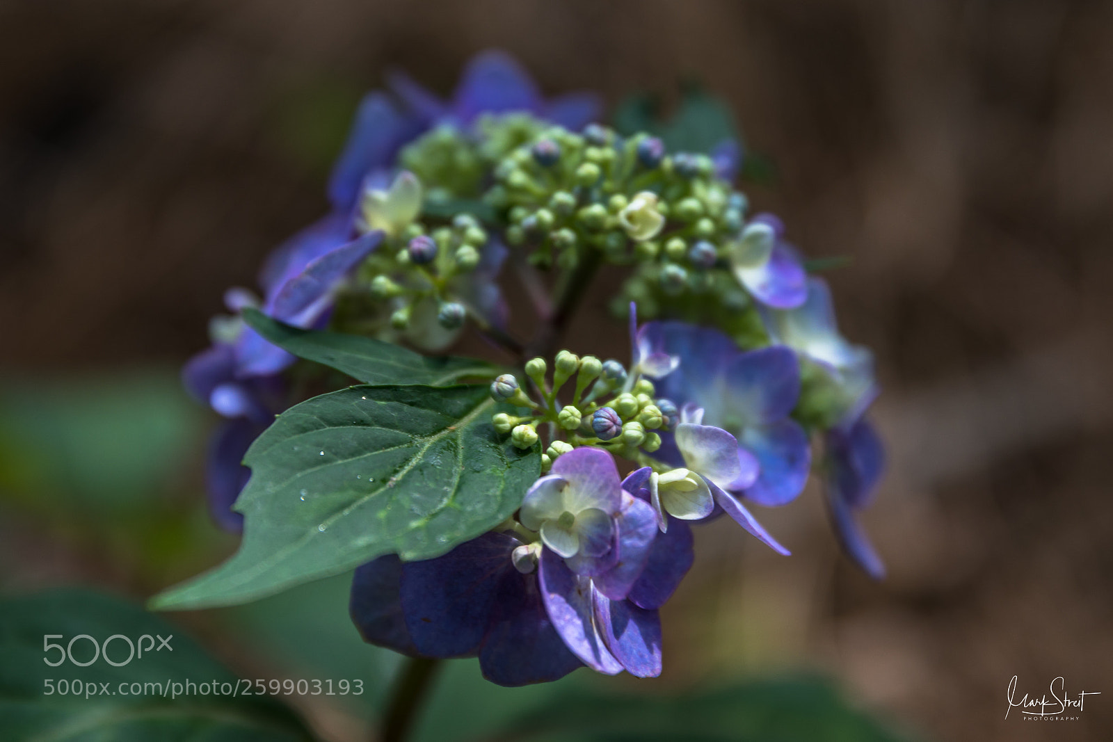 Canon EOS 5D Mark IV sample photo. Purple lacecap hydrangea bloom photography