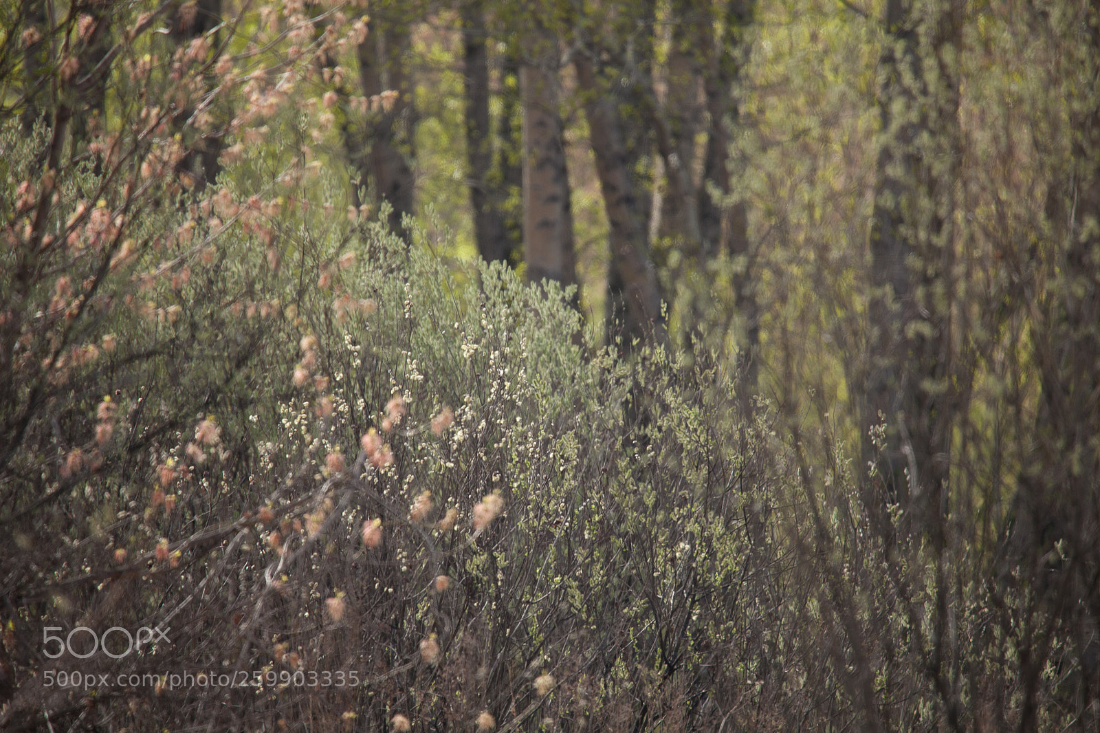 Canon EOS 5D Mark II sample photo. Img photography