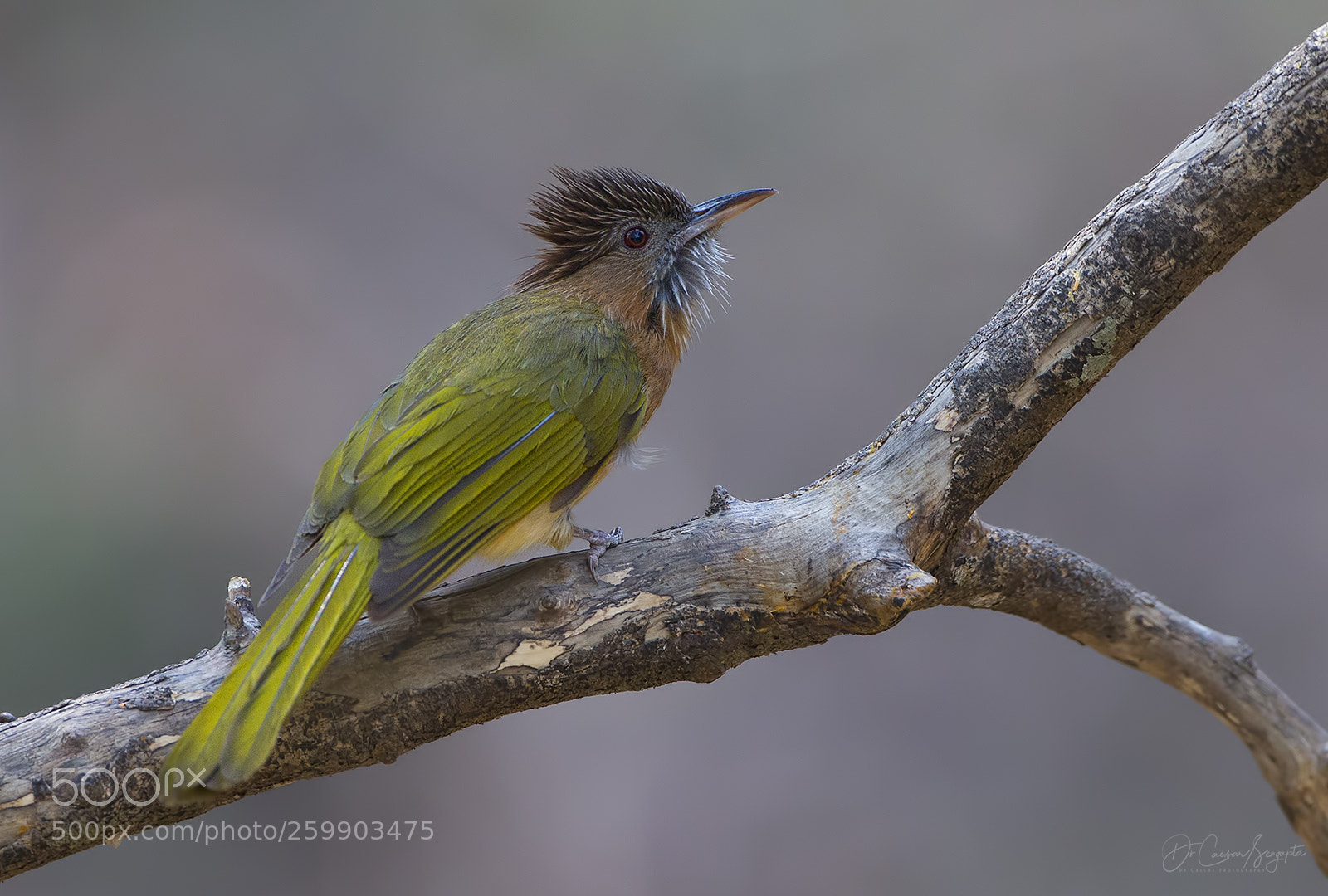 Canon EOS-1D X sample photo. Mountain bulbul photography