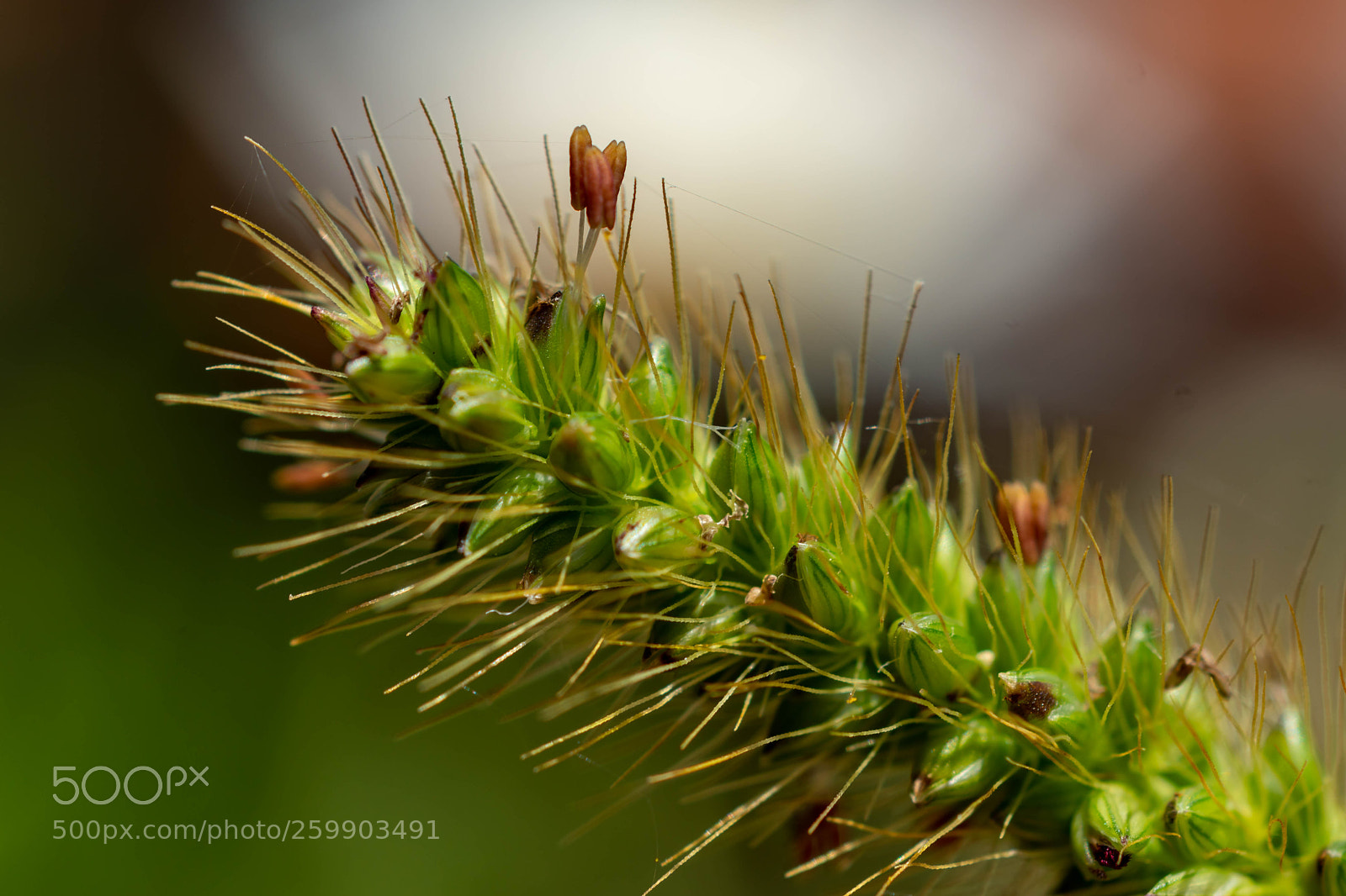 Sony SLT-A68 sample photo. Grass blooming photography