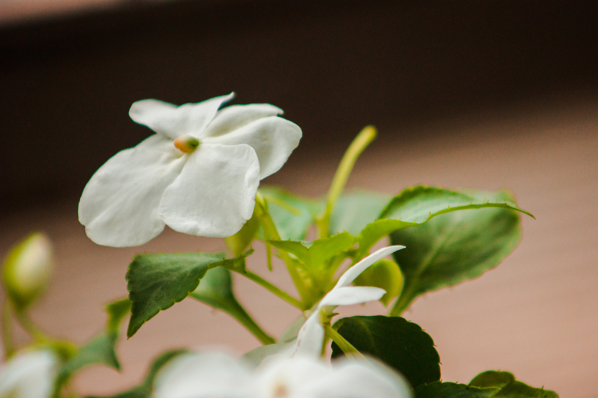Sony Alpha DSLR-A290 sample photo. Flower zoom minolta photography