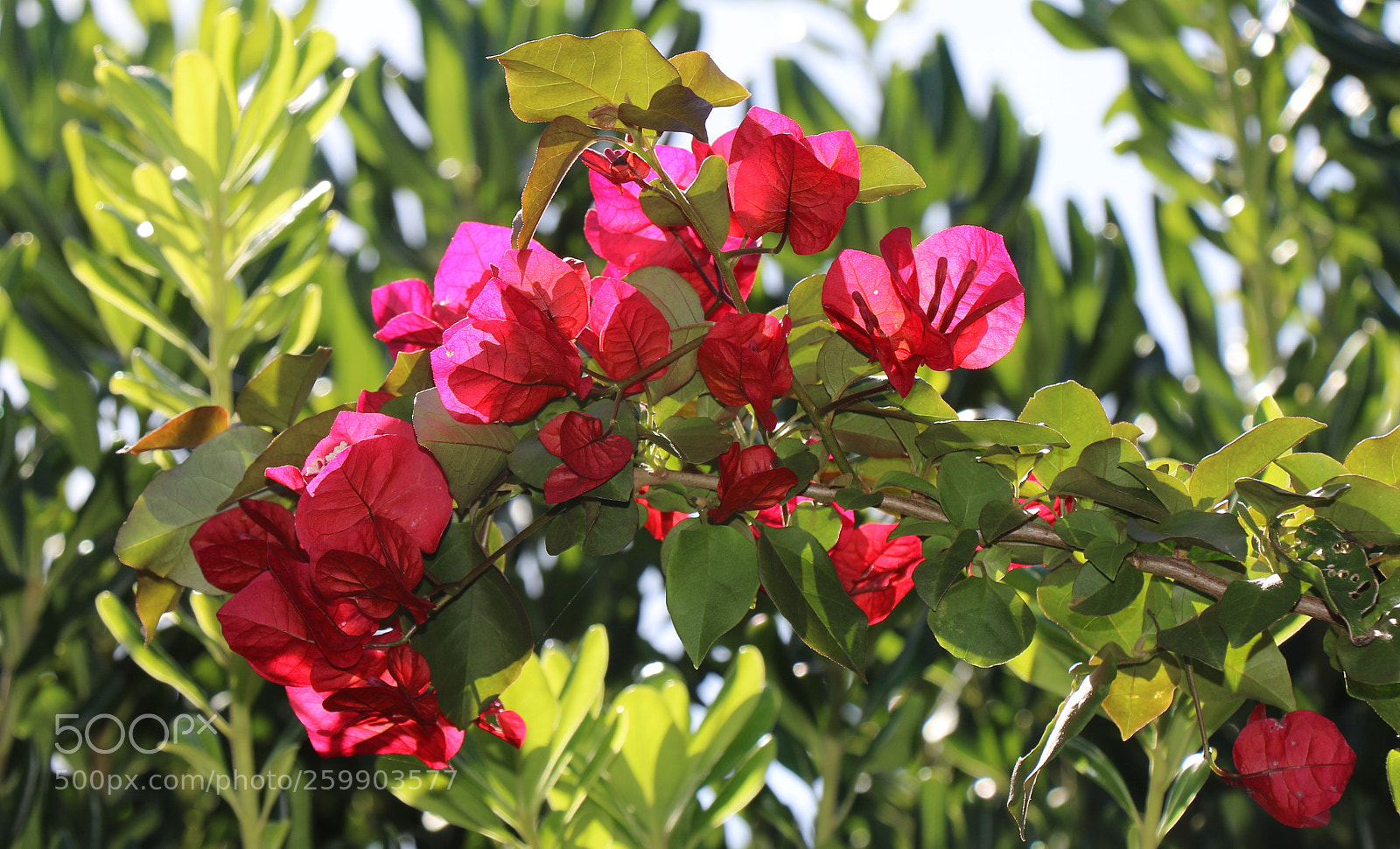 Canon EOS 7D Mark II sample photo. Untitled photography