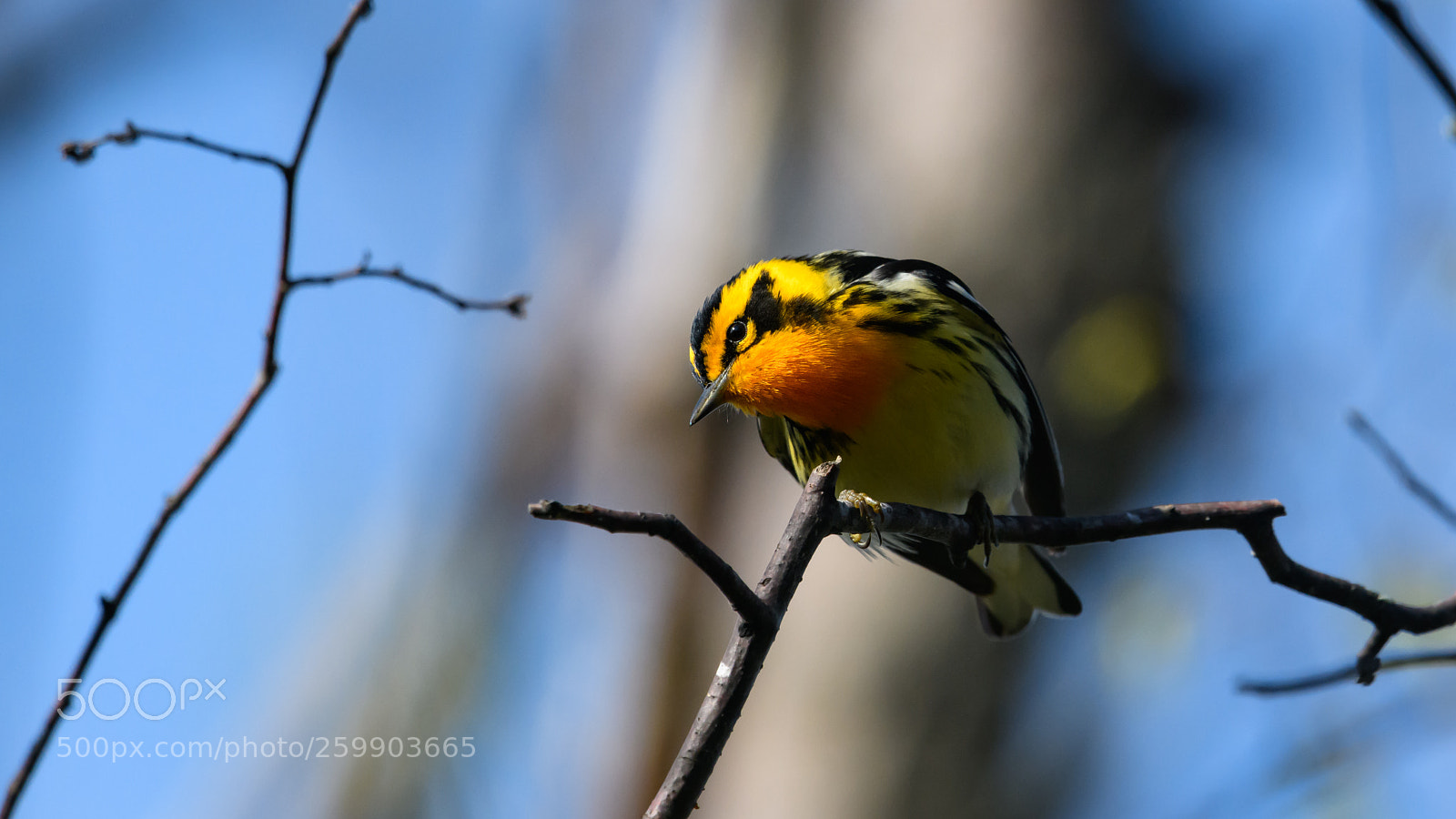 Nikon D850 sample photo. Blackburnian warbler looks photography