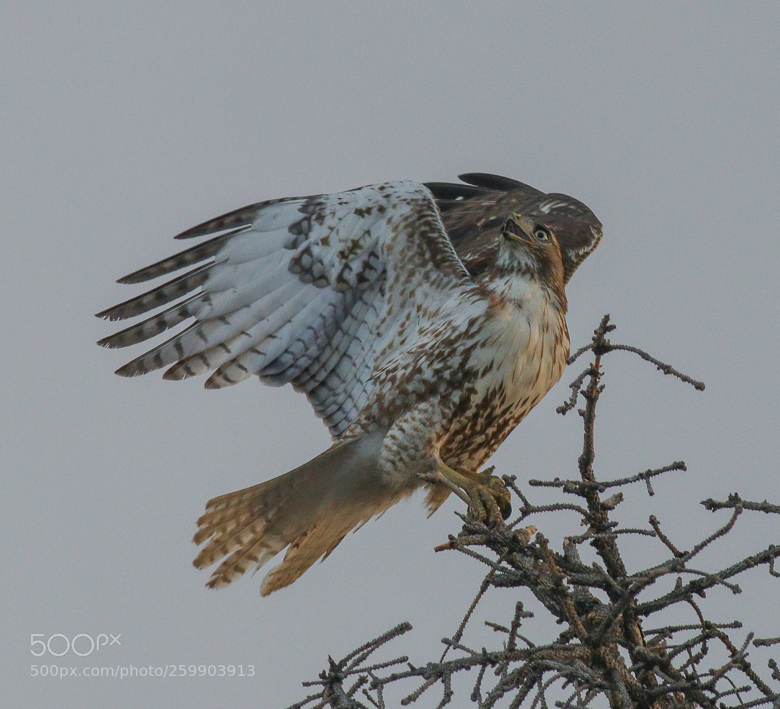 Canon EOS 80D sample photo. 3 crows attack the eagle هجوم على النسر photography