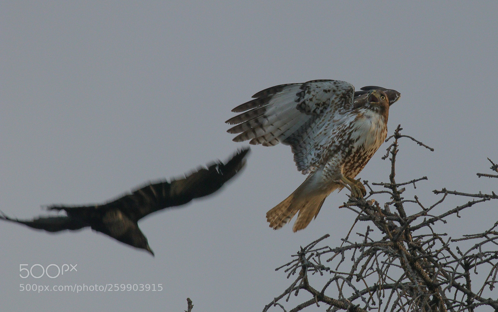Canon EOS 80D sample photo. 3 crows attack the eagle هجوم على النسر photography