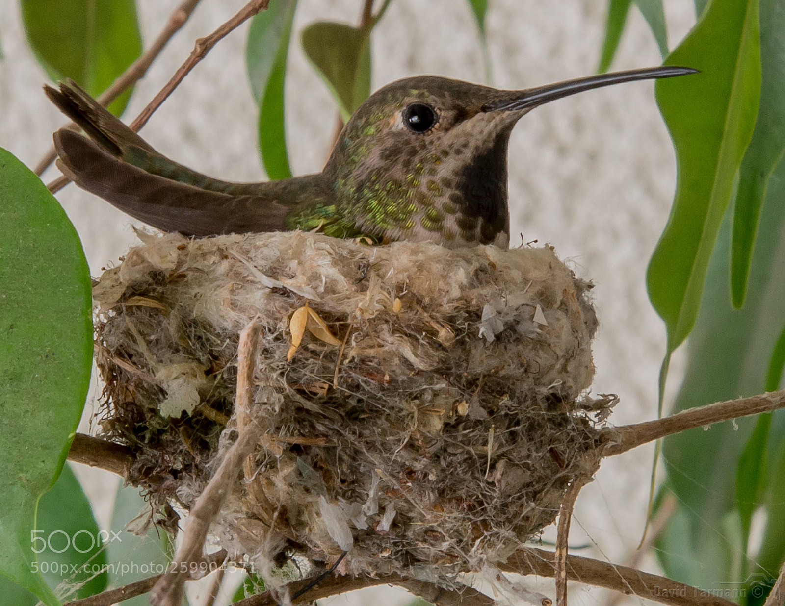 Nikon D800 sample photo. Hummimgbird nesting photography
