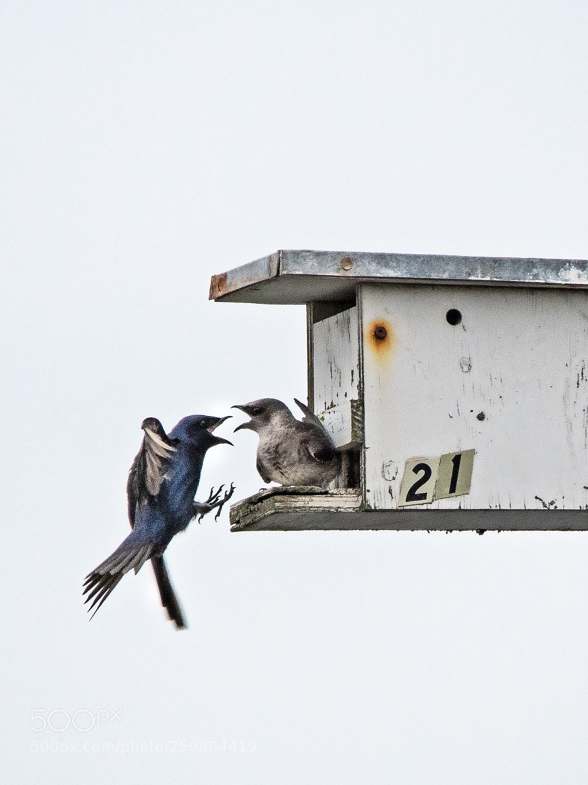Nikon D500 sample photo. Nesting purple martens photography