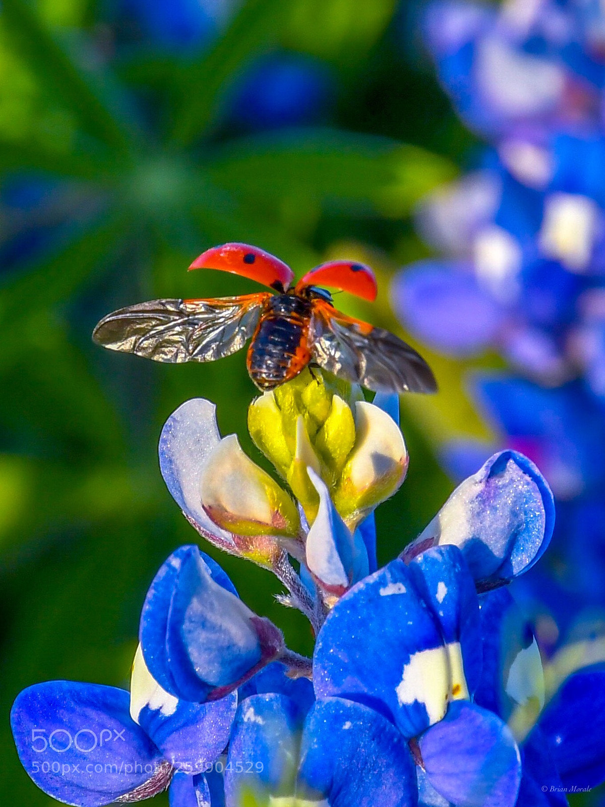 Nikon D7500 sample photo. Bluebonnets with ladybug  photography