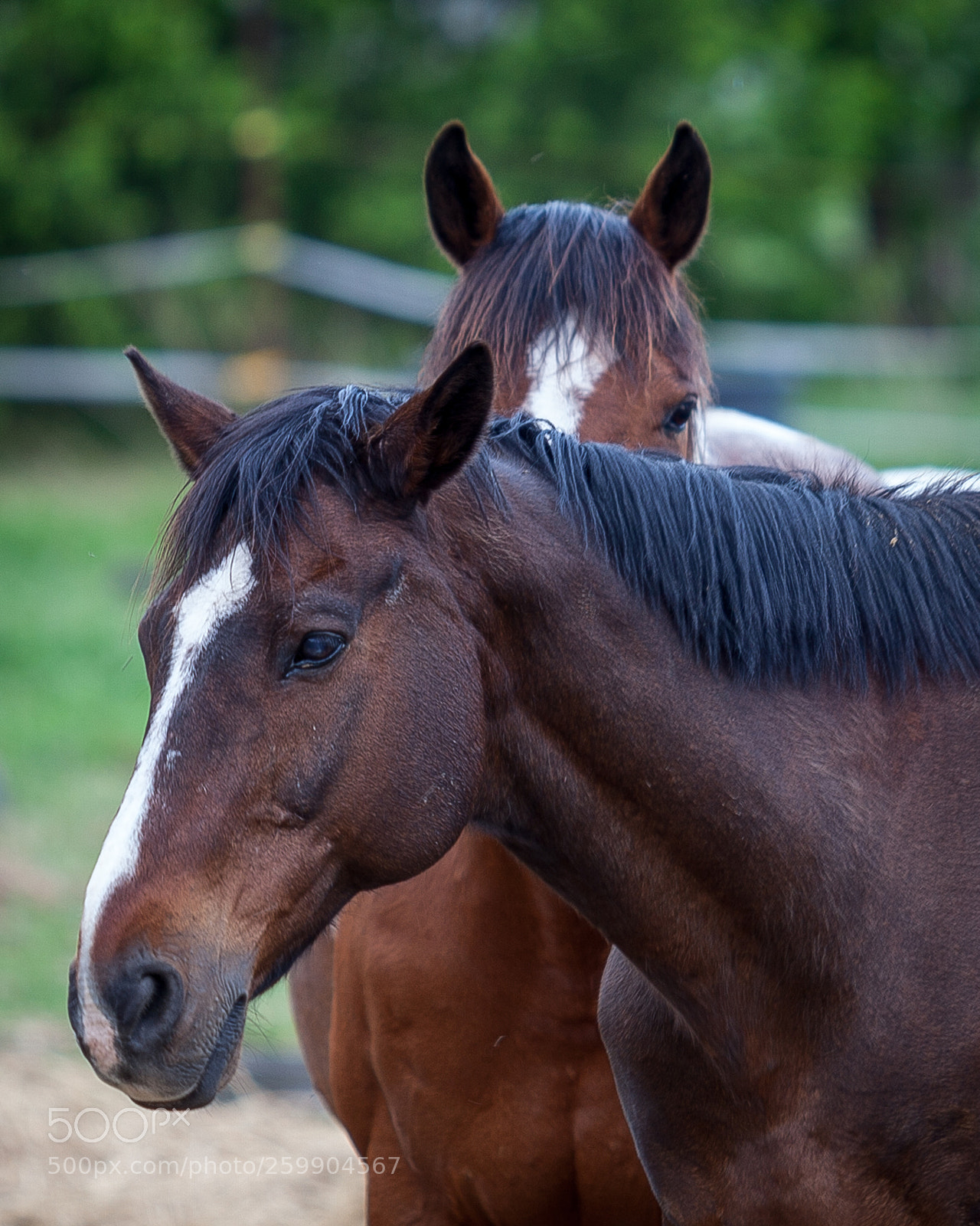 Canon EOS 5D Mark II sample photo. Is he looking? photography