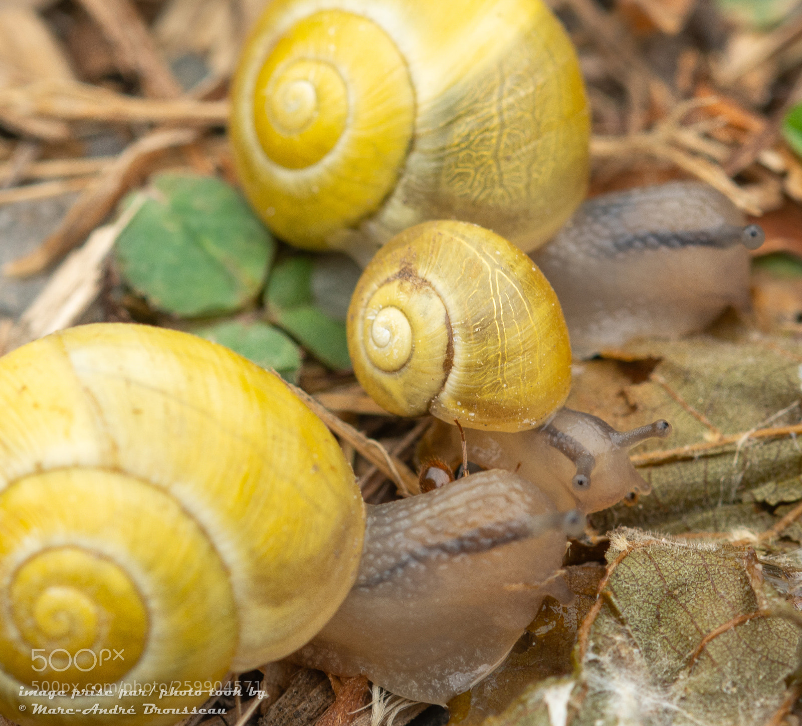 Nikon D7200 sample photo. Together  ensemble photography