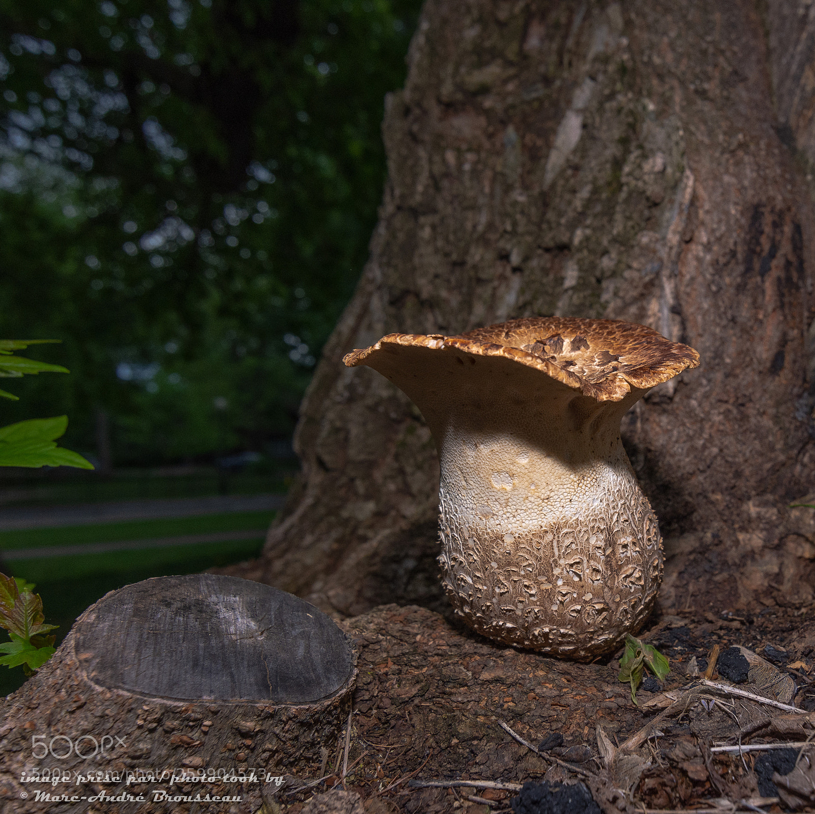 Nikon D7200 sample photo. The mushroom    le champignon photography