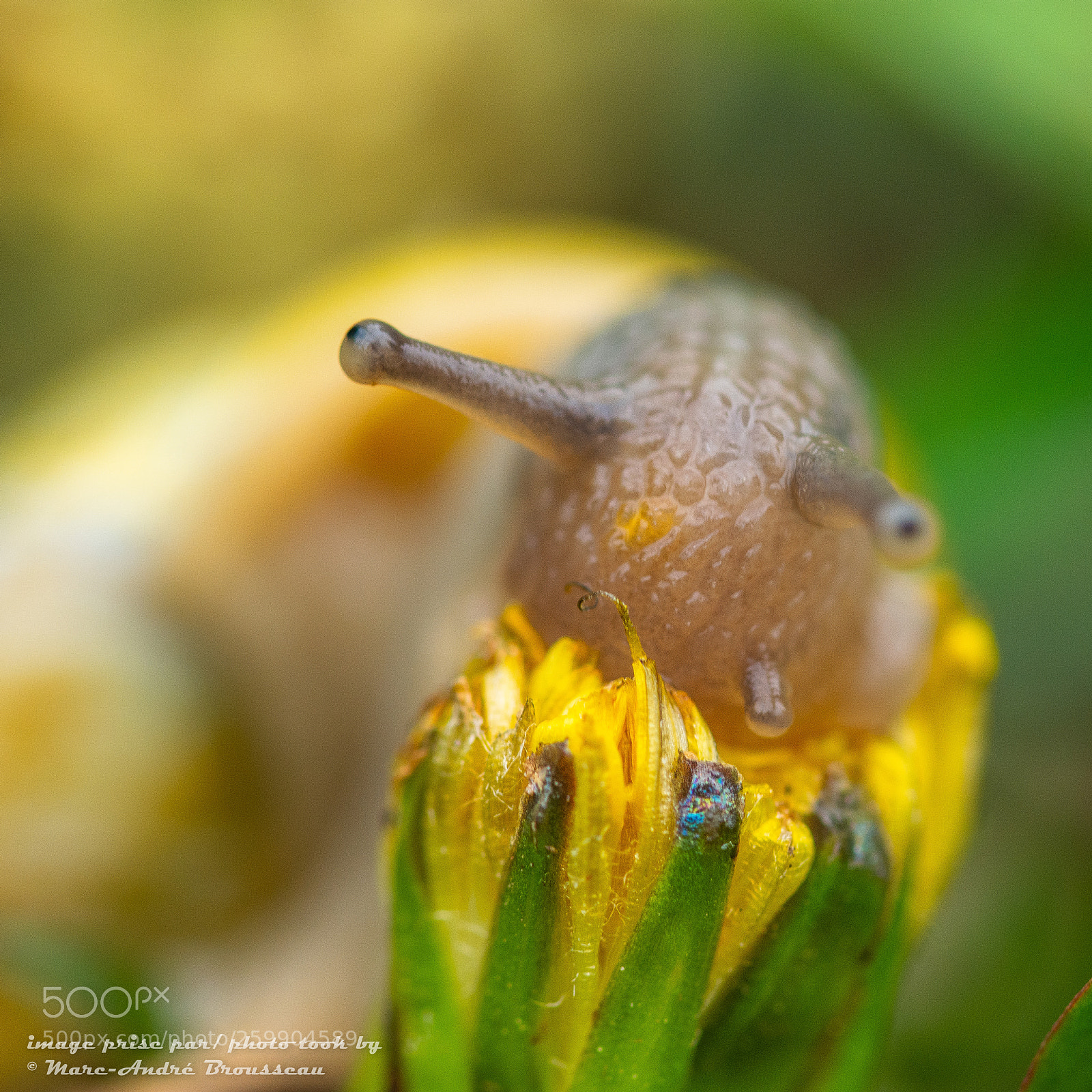 Nikon D7200 sample photo. Snail and dandelion escargot photography