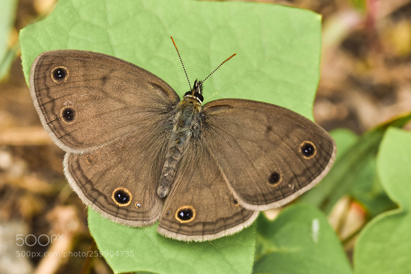 Nikon D3400 sample photo. Little wood satyr butterfly photography