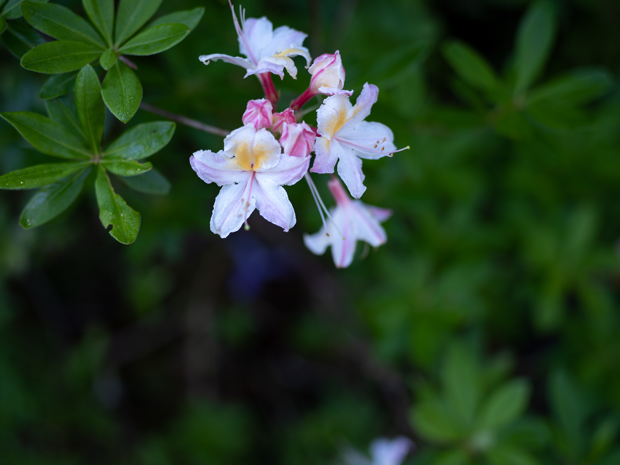 Pentax 645Z sample photo. Western azalea, rock creek photography