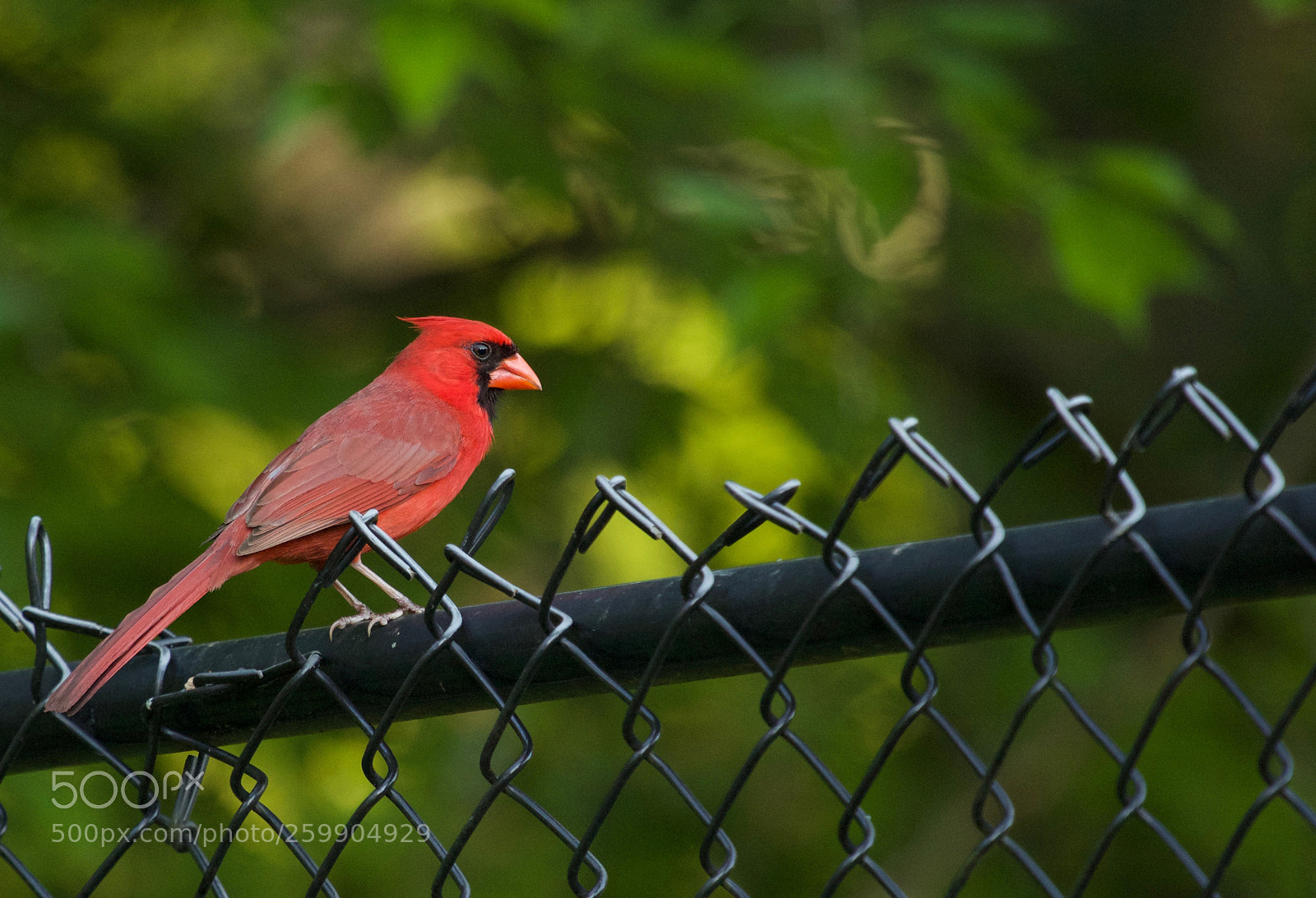 Canon EOS 60D sample photo. Northern cardinal photography