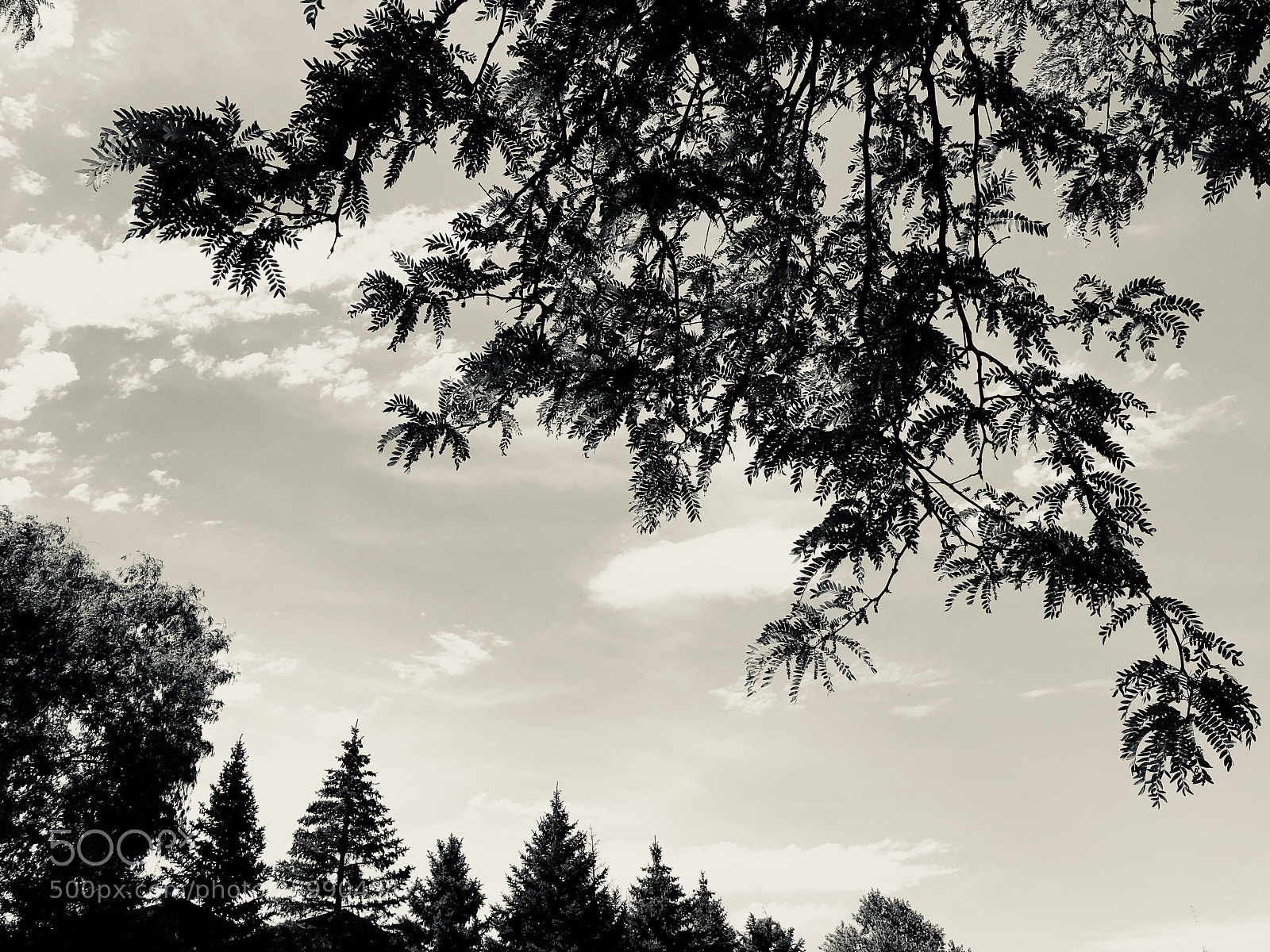 Apple iPhone X sample photo. Trees i love the photography