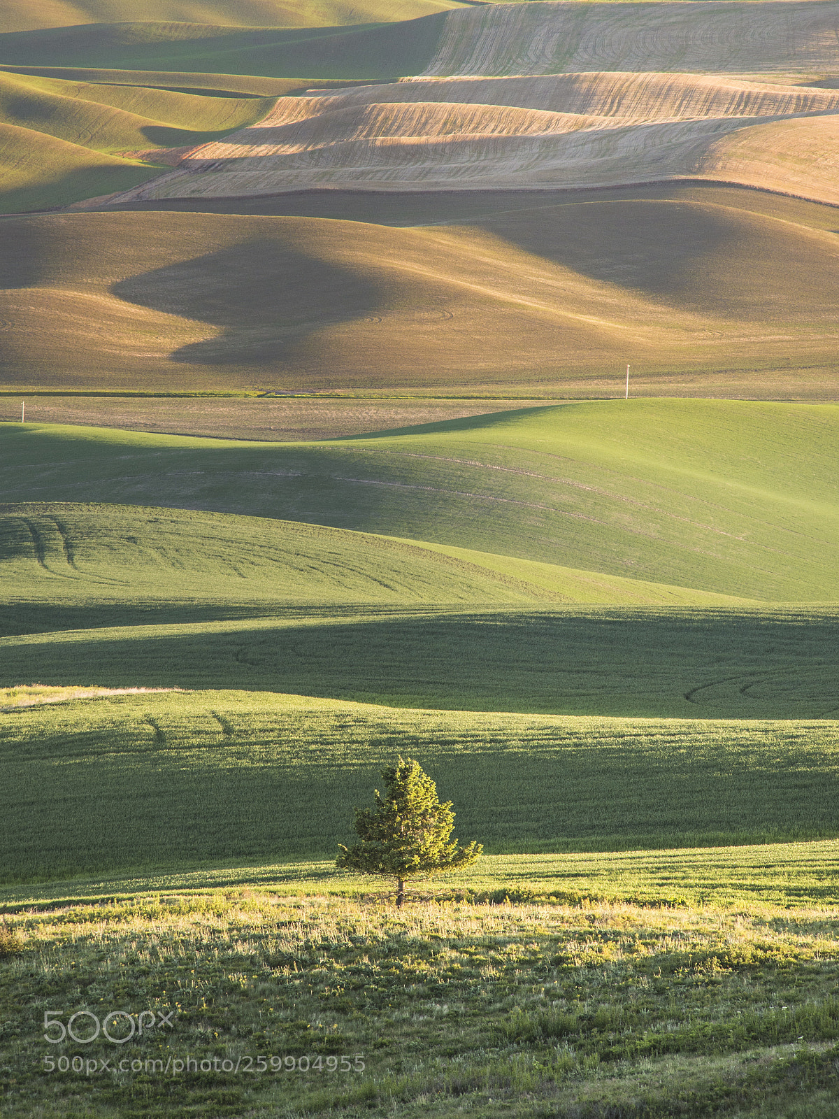 Nikon D600 sample photo. Single tree morning steptoe photography