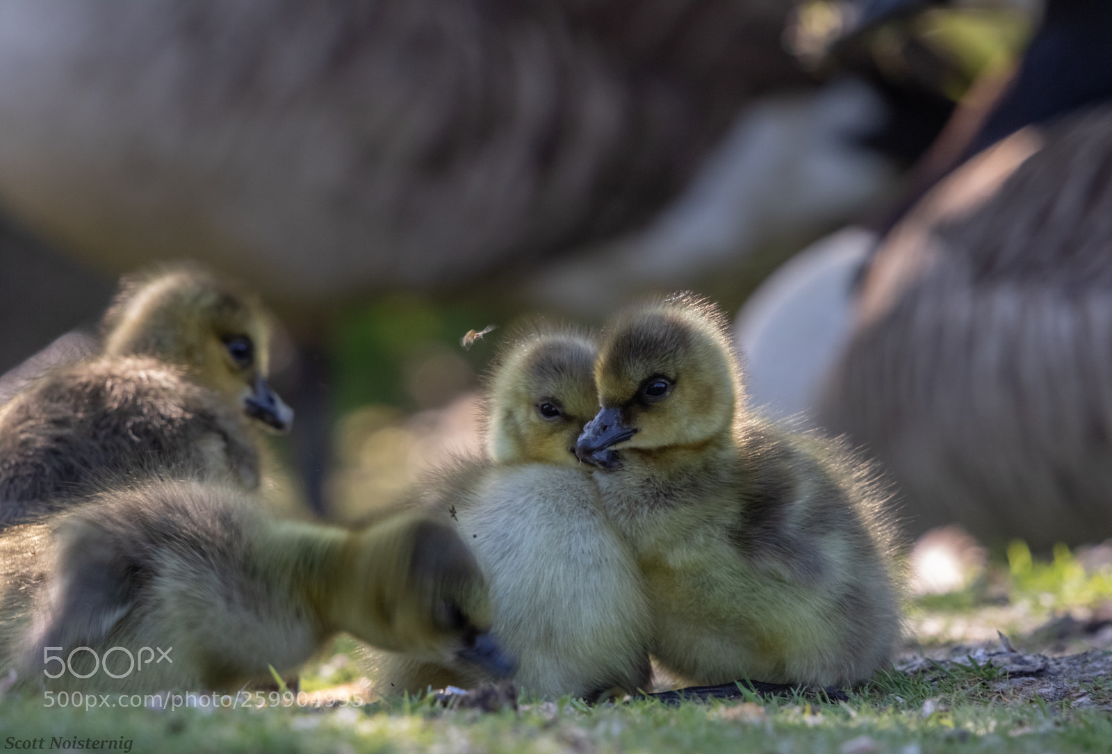 Canon EOS 7D Mark II sample photo. Ducklings newborn  photography