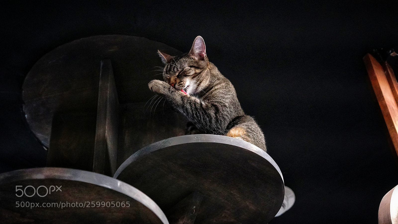 Sony a6500 sample photo. Cat at cat cafe photography