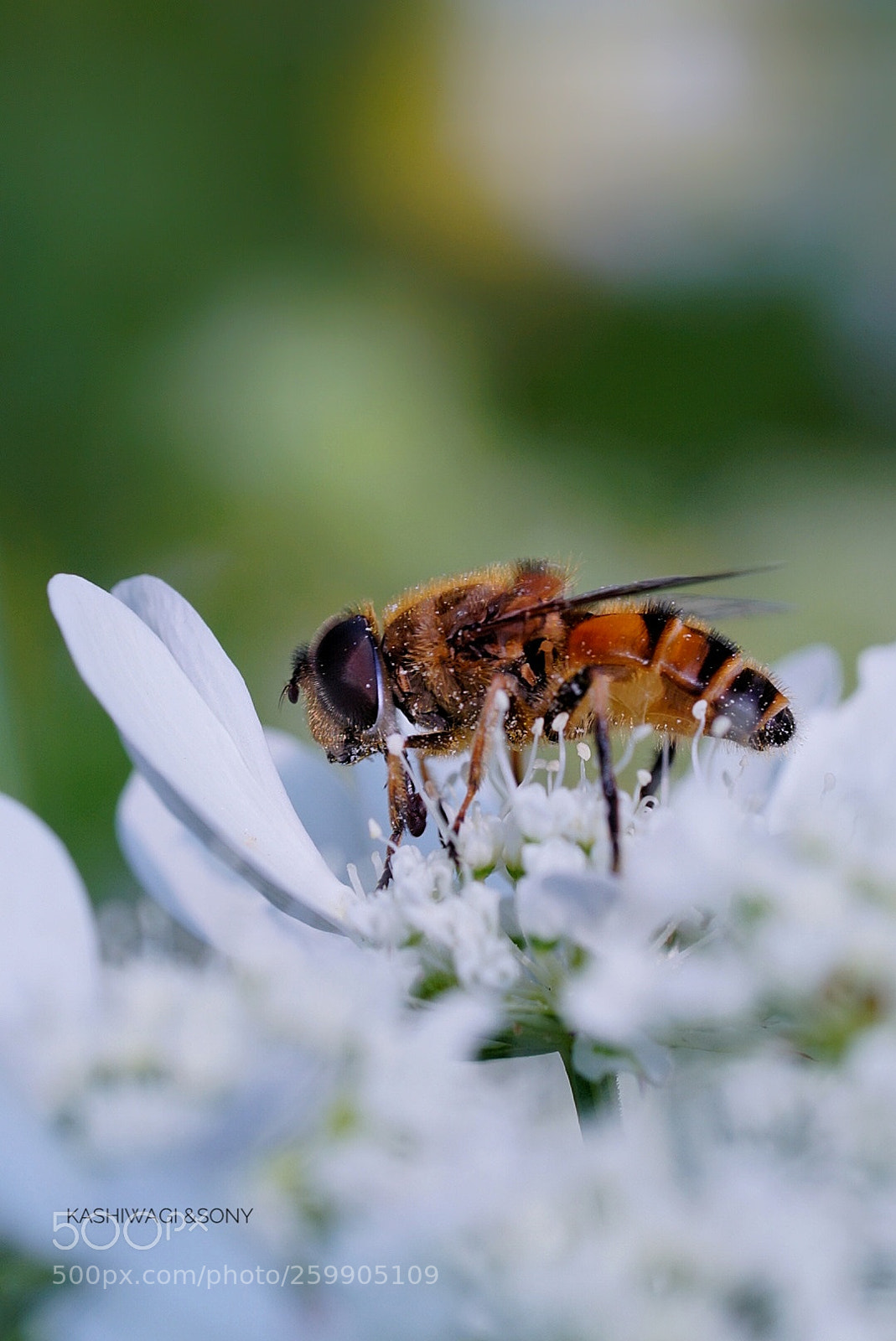 Sony a7 II sample photo. Very busy bee photography