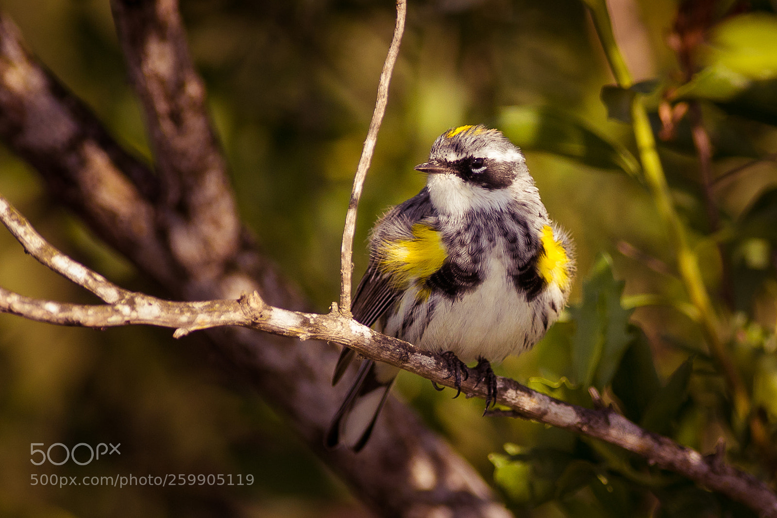 Canon EOS 5D Mark IV sample photo. Yellow rumped warbler photography