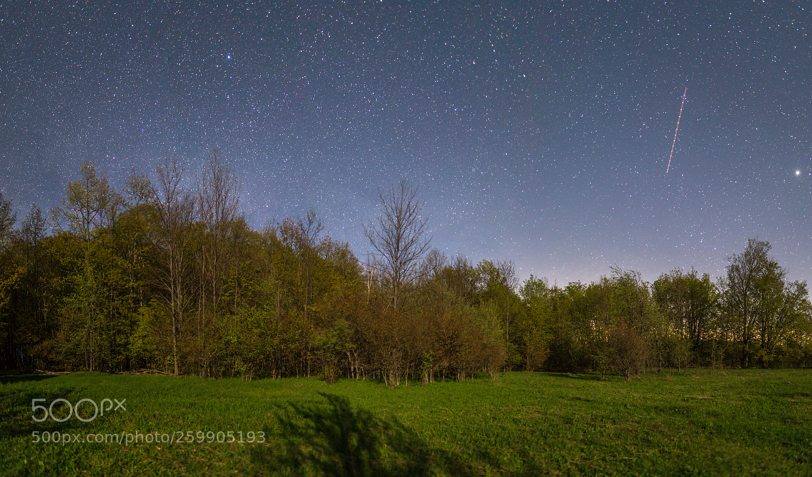Canon EOS 6D sample photo. Trees in the moonlight photography