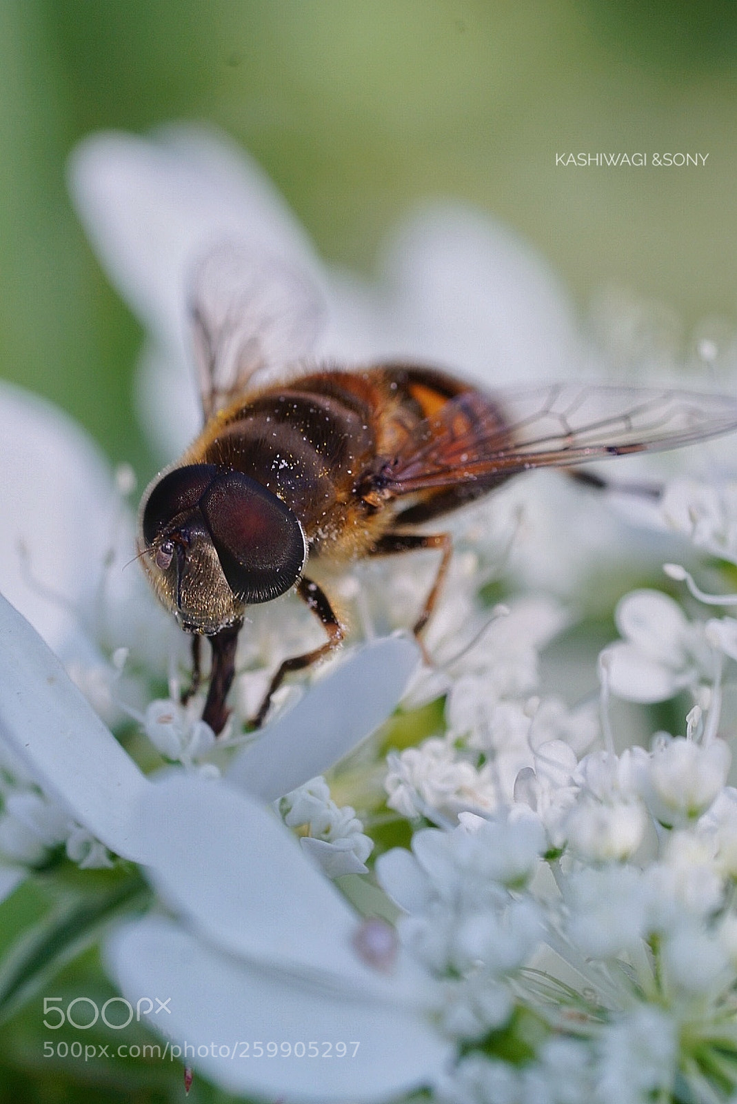 Sony a7 II sample photo. Very busy bee photography