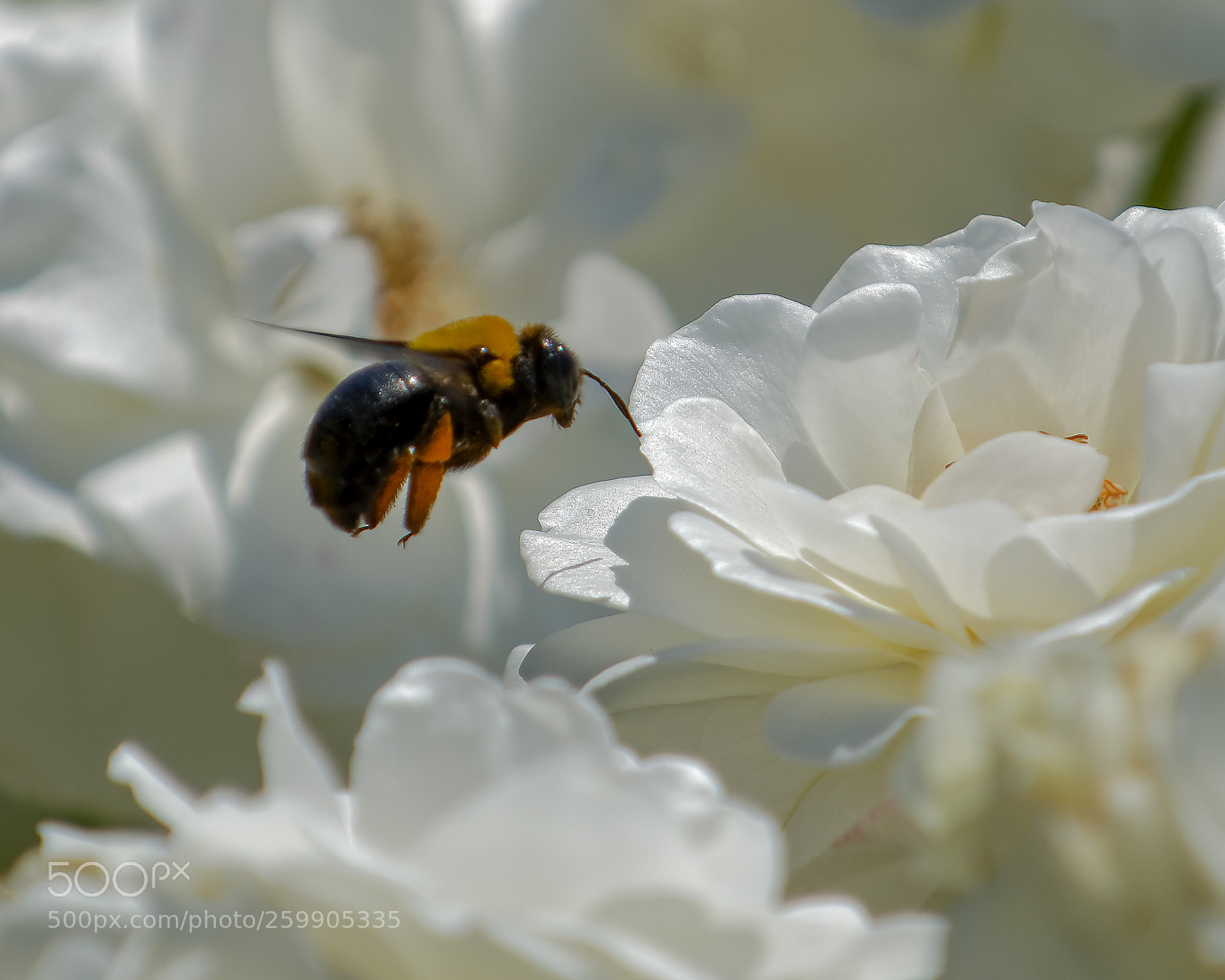 Nikon D500 sample photo. White rose and bee photography
