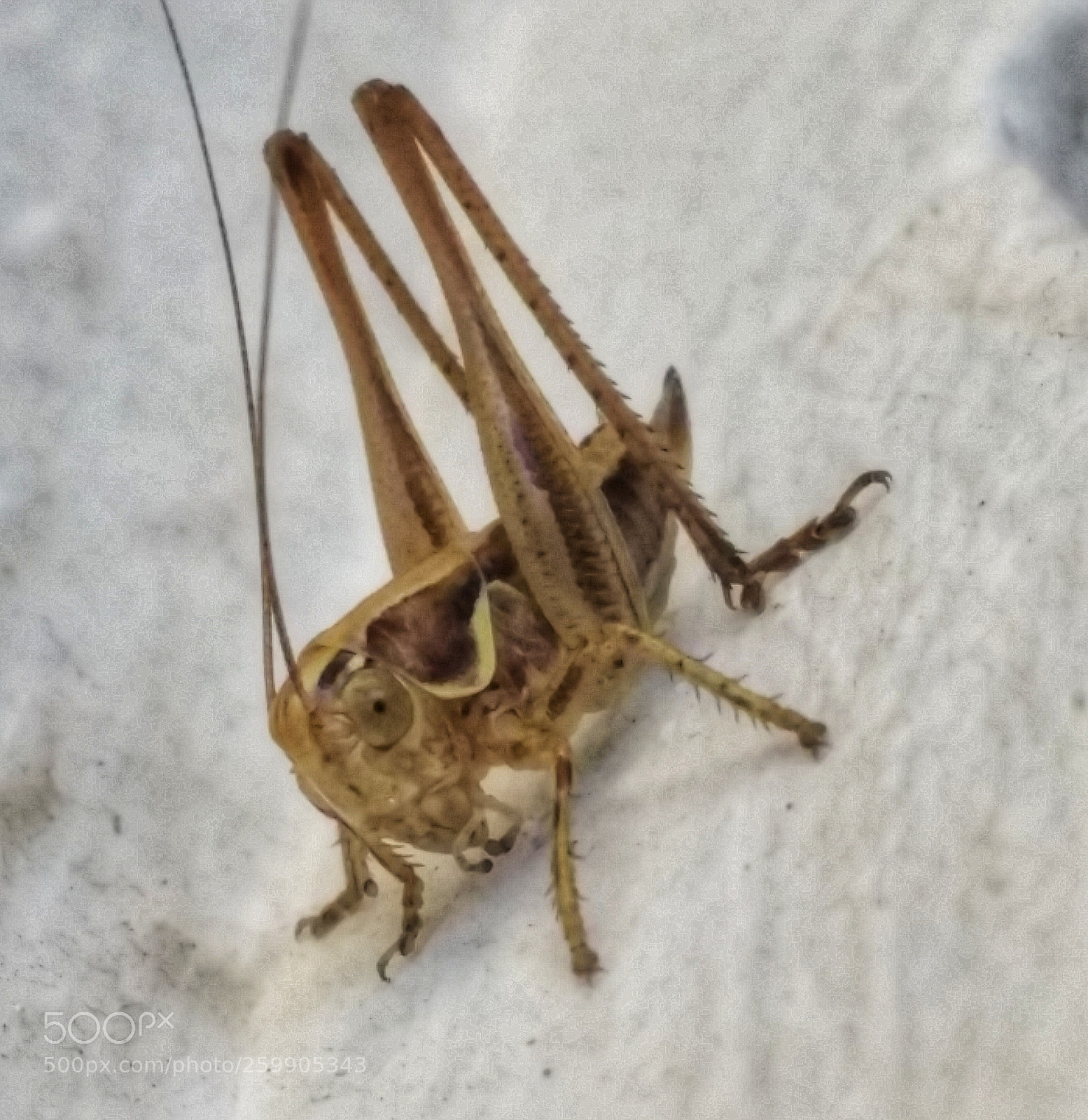 Samsung Galaxy Note4 sample photo. Little grasshopper photography