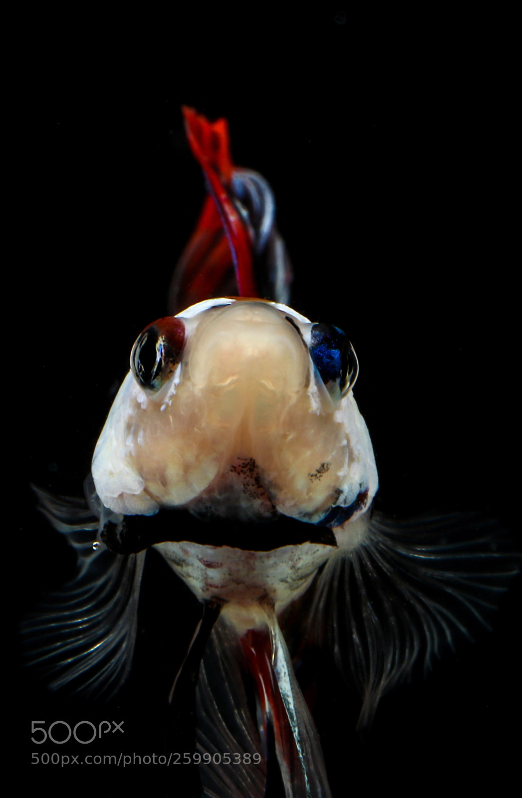 Canon EOS-1D X Mark II sample photo. Red and blue eyes photography