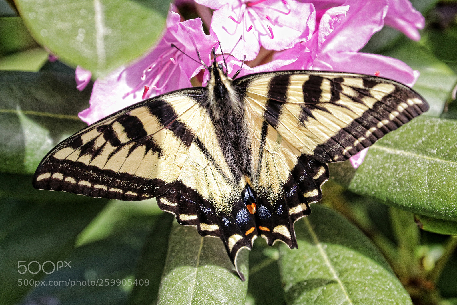 Canon EOS 80D sample photo. Papillon en pleine photography