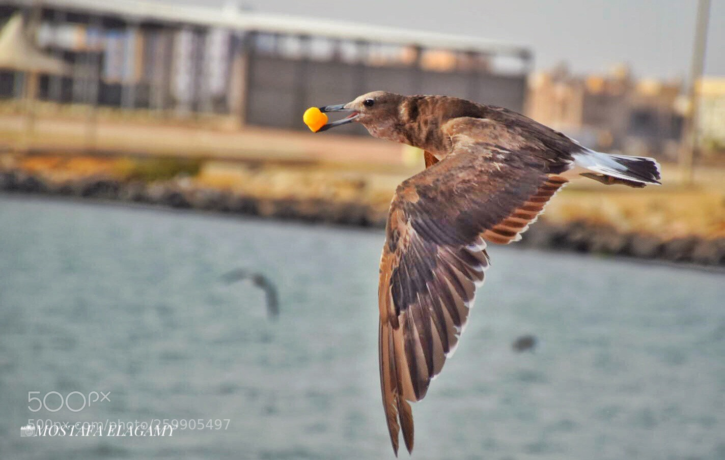 Nikon D5300 sample photo. Seagull 12 photography